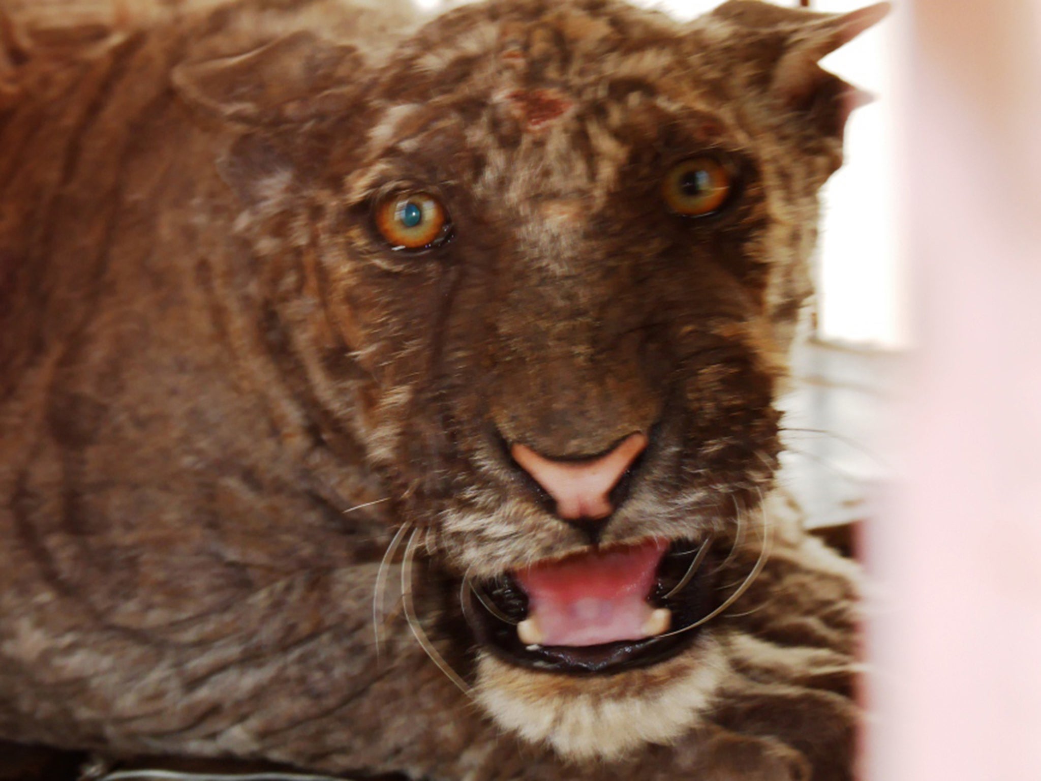 A distressed tiger being held in captivity in northern Laos in 2017