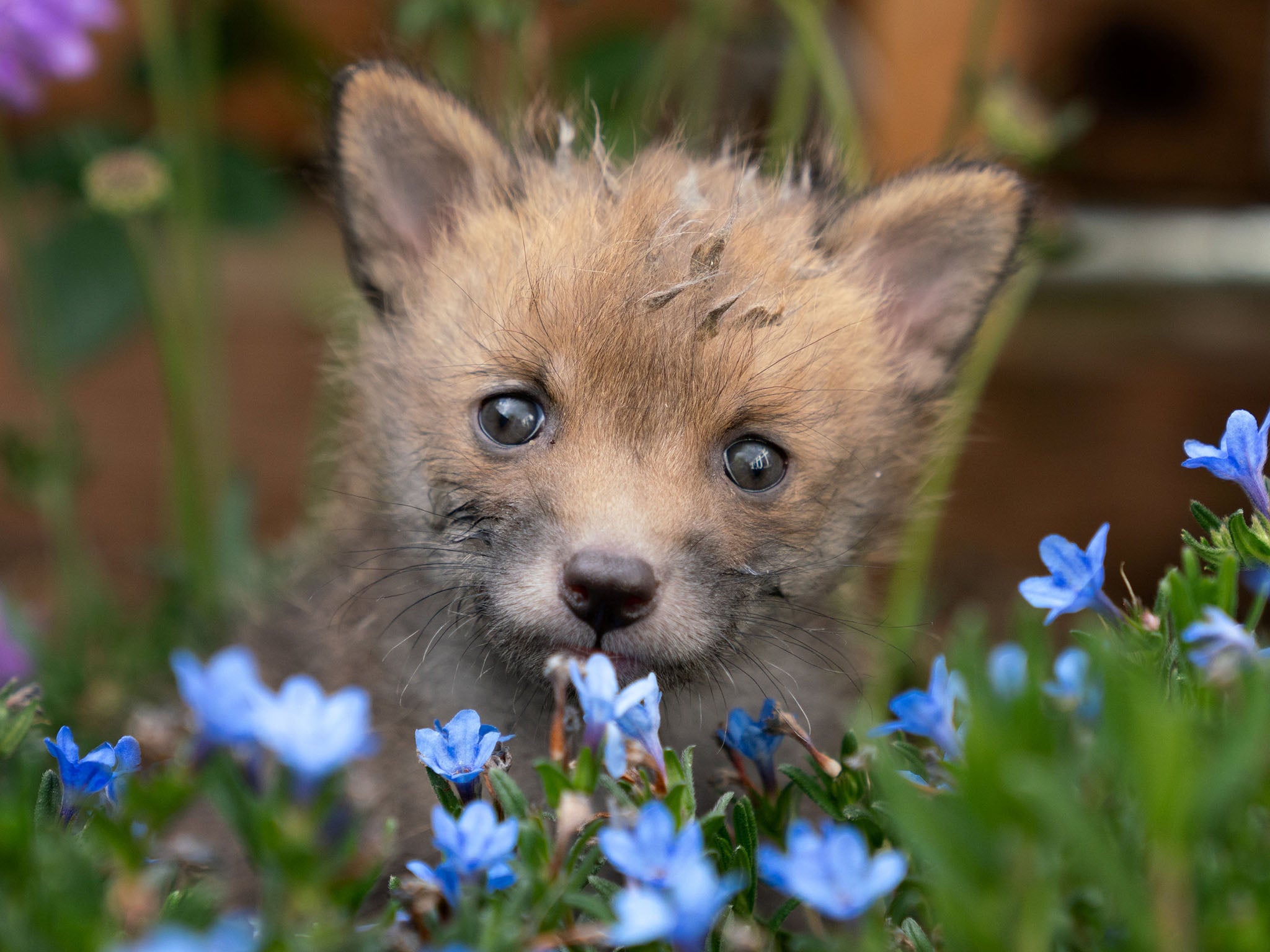 Hunting with hounds was banned under the 2004 Act, and the Tories had pledged to reverse the law