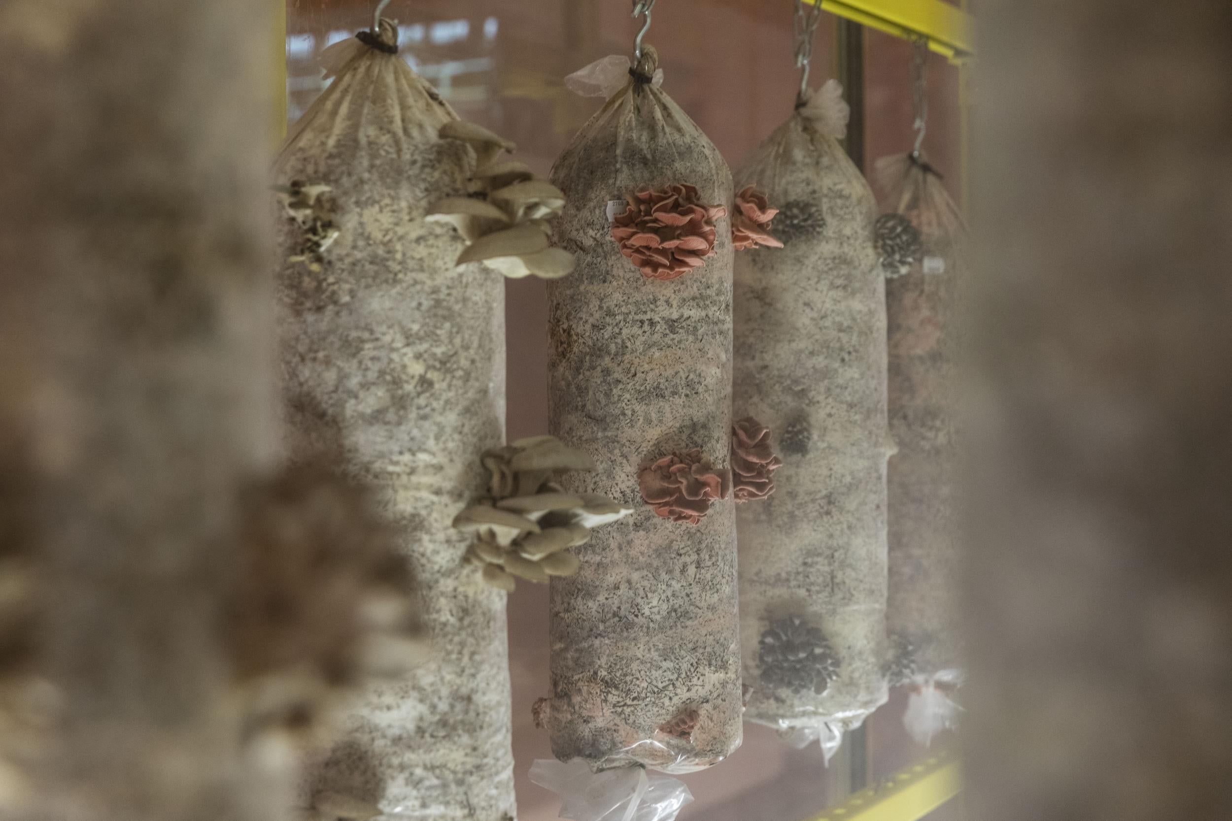 Oyster mushrooms, FOOD Bigger than the Plate exhibition at V&amp;A (V&amp;amp;A Press Office)