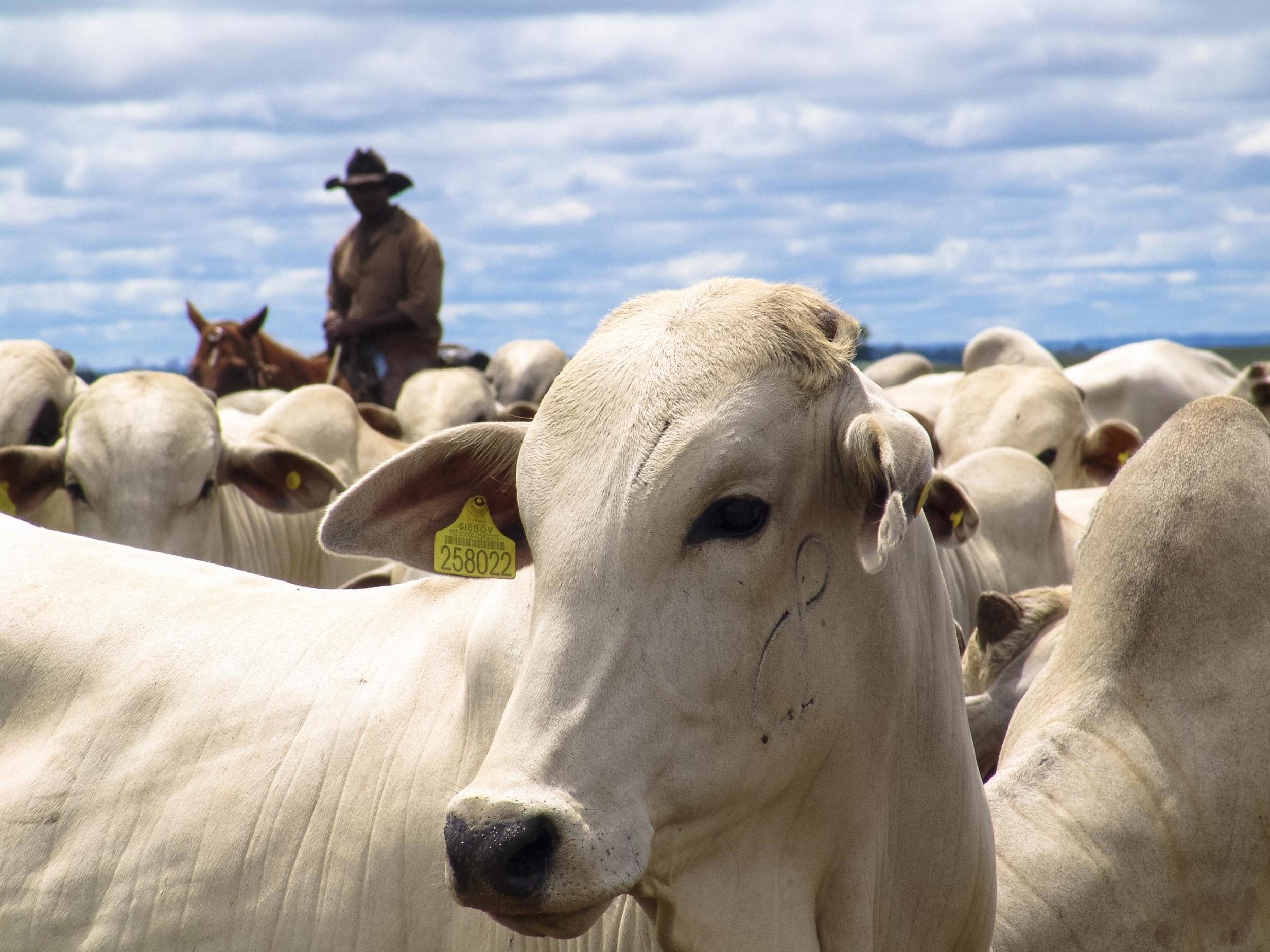 Nearly 80 per cent of deforested areas in Brazil are used for crops to feed cattle, depriving the region of forests that absorb carbon