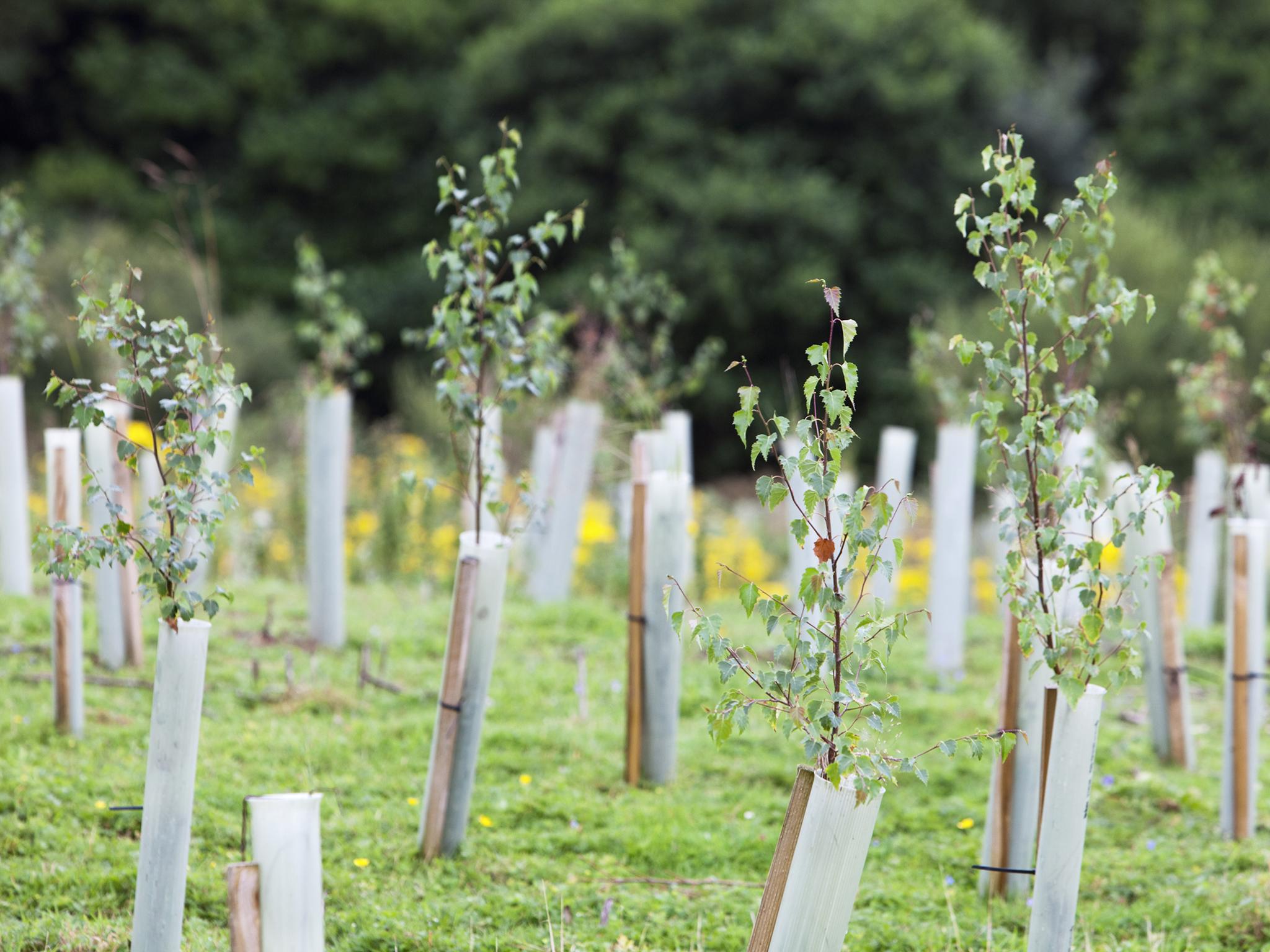 Increasing the number of trees being planted is part of Scotland's efforts to tackle climate change