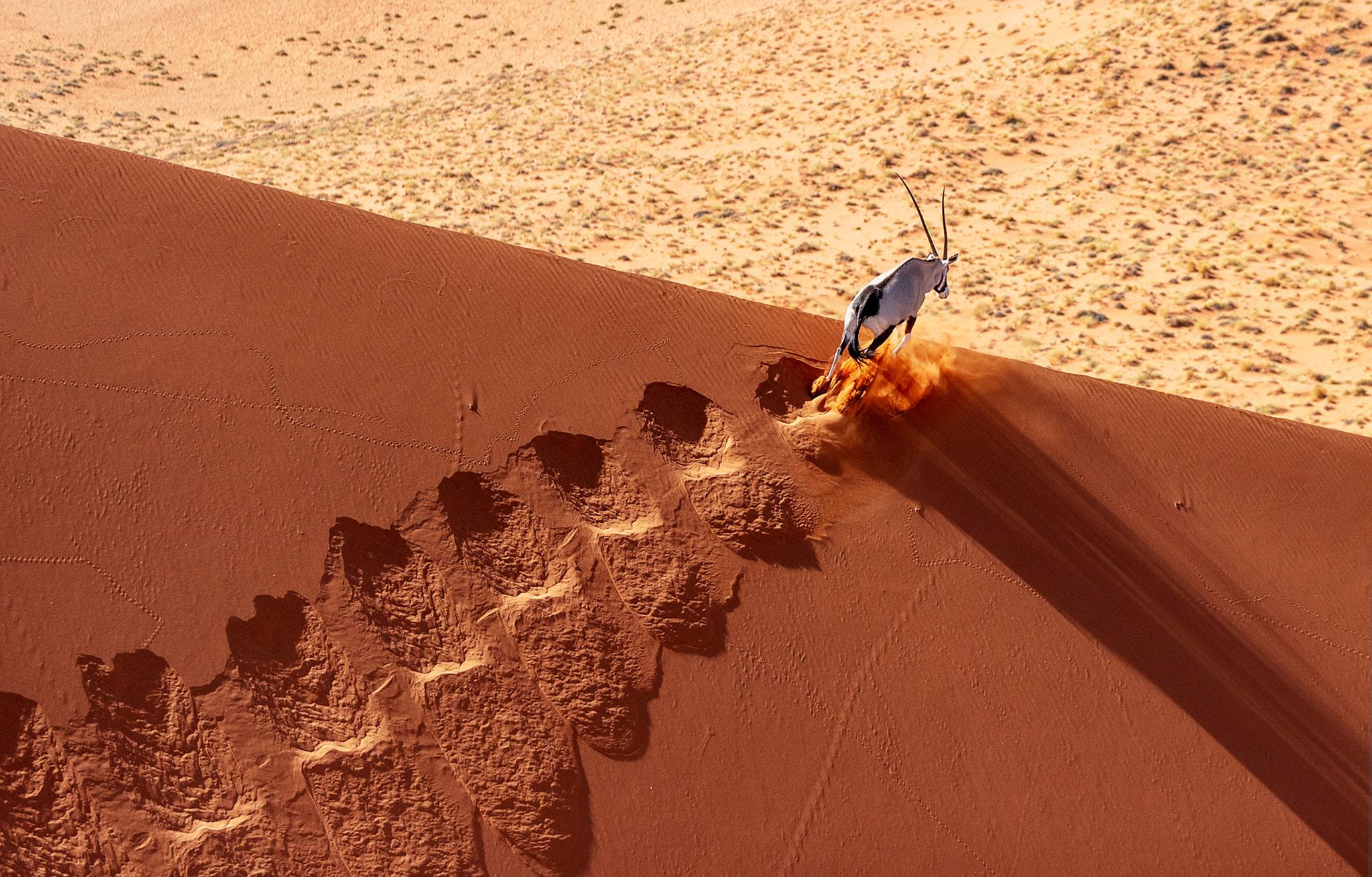 Gazelle charges over a sand dune in the Namib desert