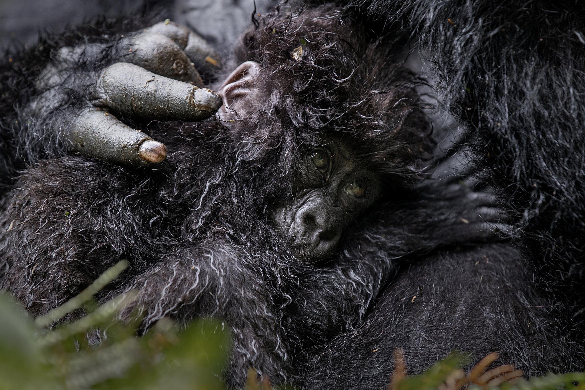 Spot gorillas in Rwanda