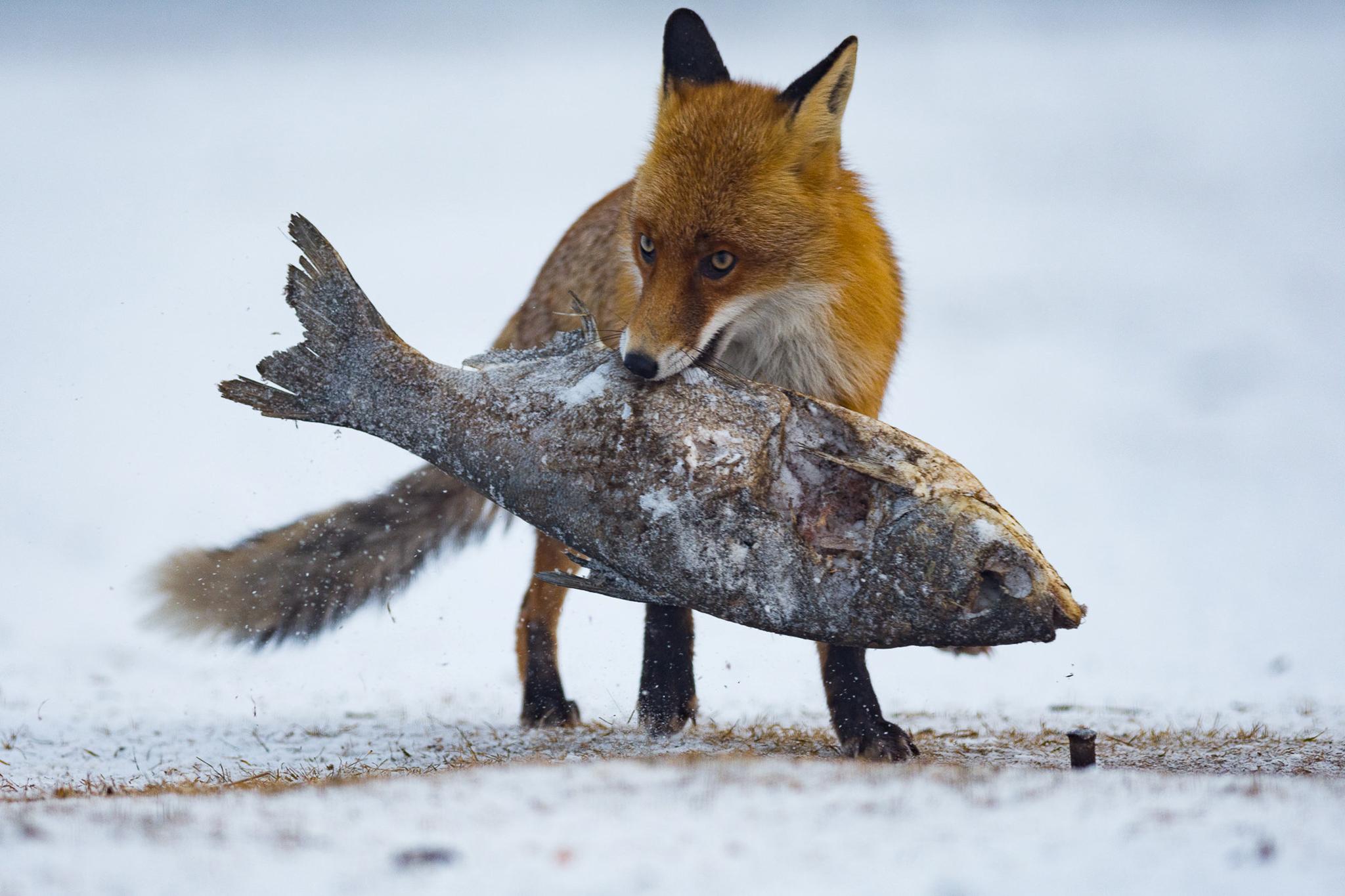 Fox carries a stolen frozen fish in Hungary