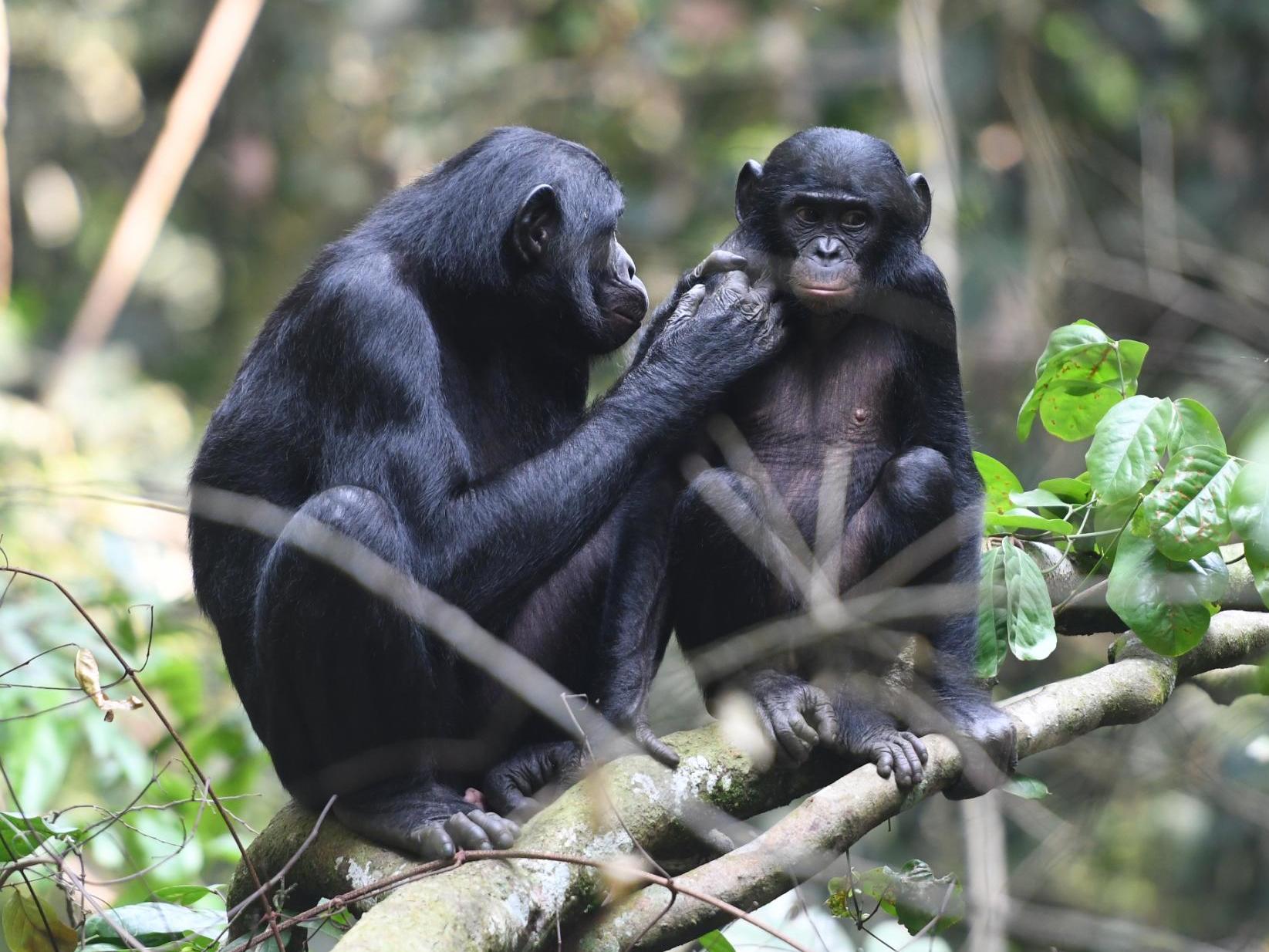 Pictured: A young juvenile male bonobo is groomed by his mum