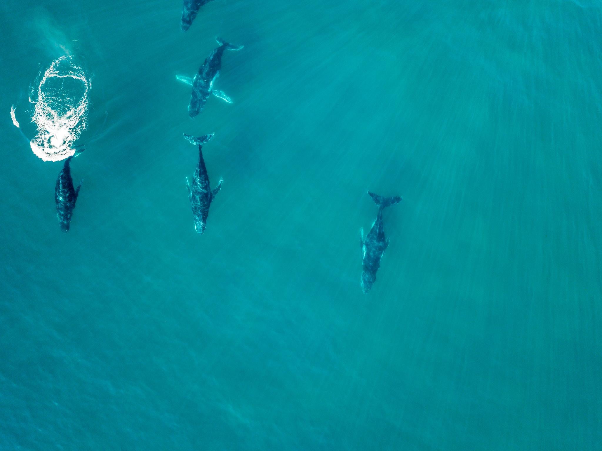 Humpbacks are among the most charismatic whales (Getty/iStock)