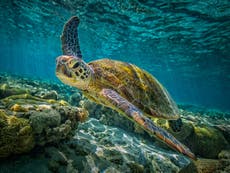 How the turtle became an icon for conservation