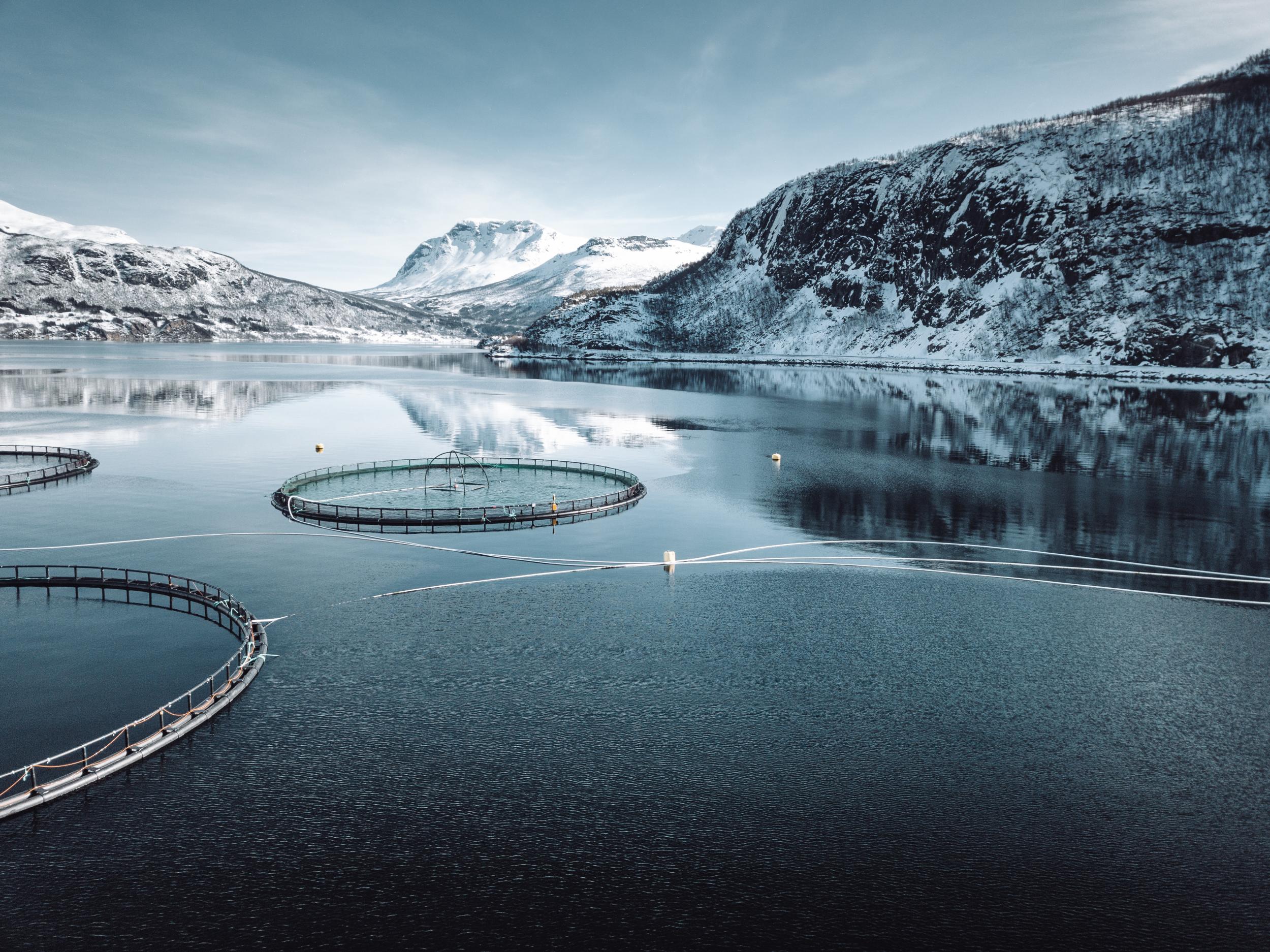 Norway exports over a million tonnes of farmed salmon every year