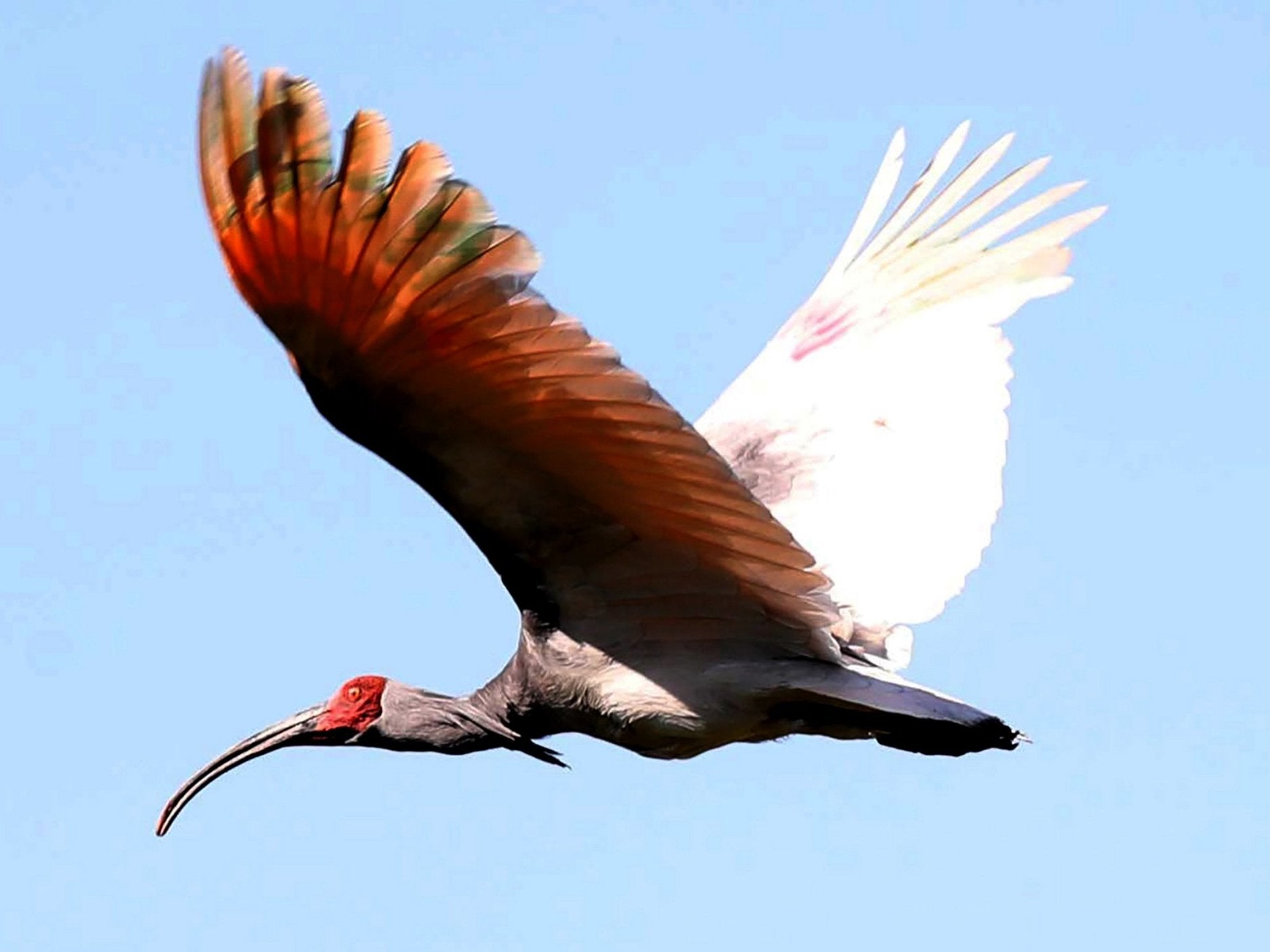 A crested ibis, which was bred in a restoration centre, flies as it is released into Upo wetland in Changnyeong, southeast of Seoul