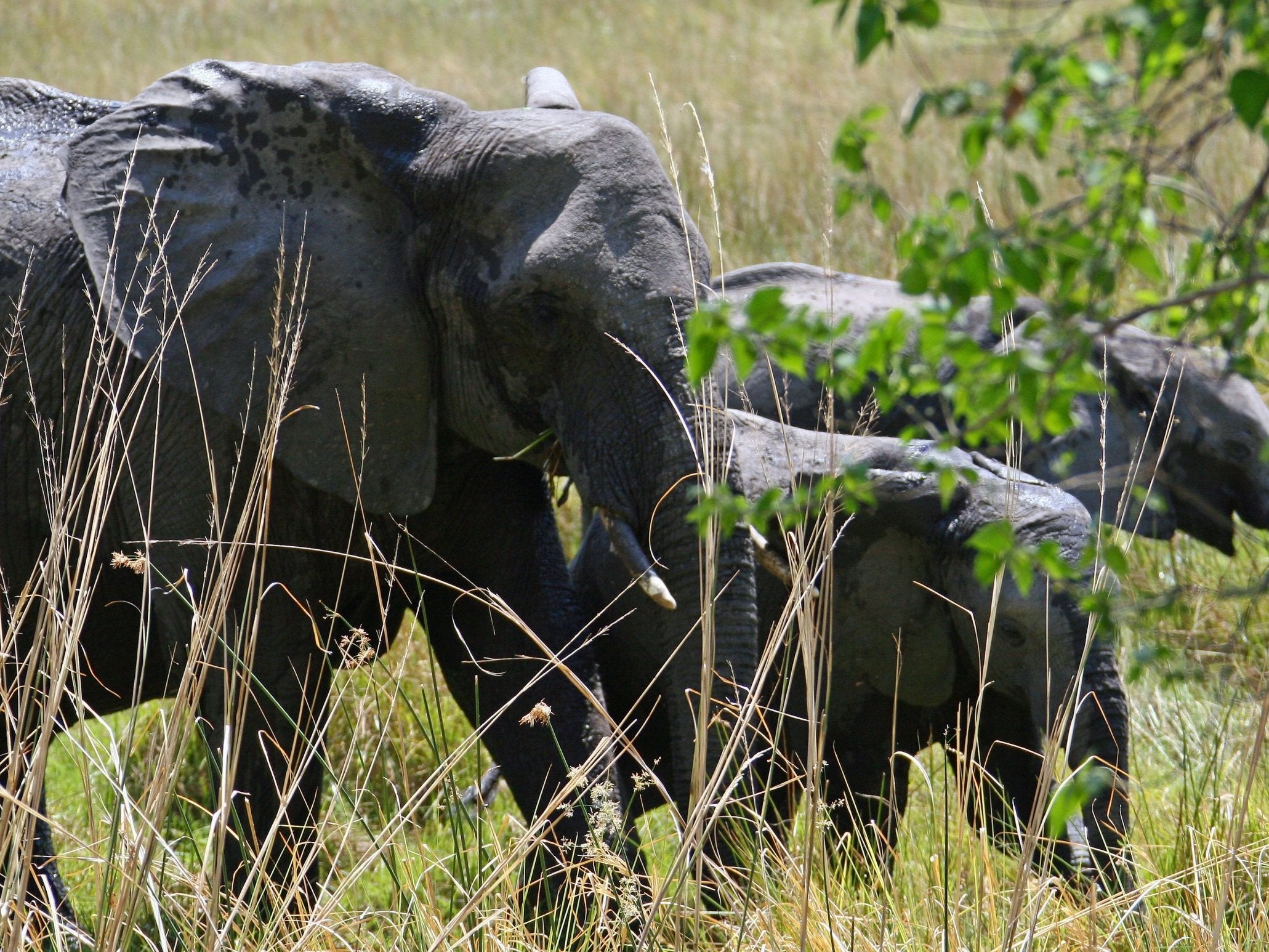 A group of elephants north of Mombo, Botswana