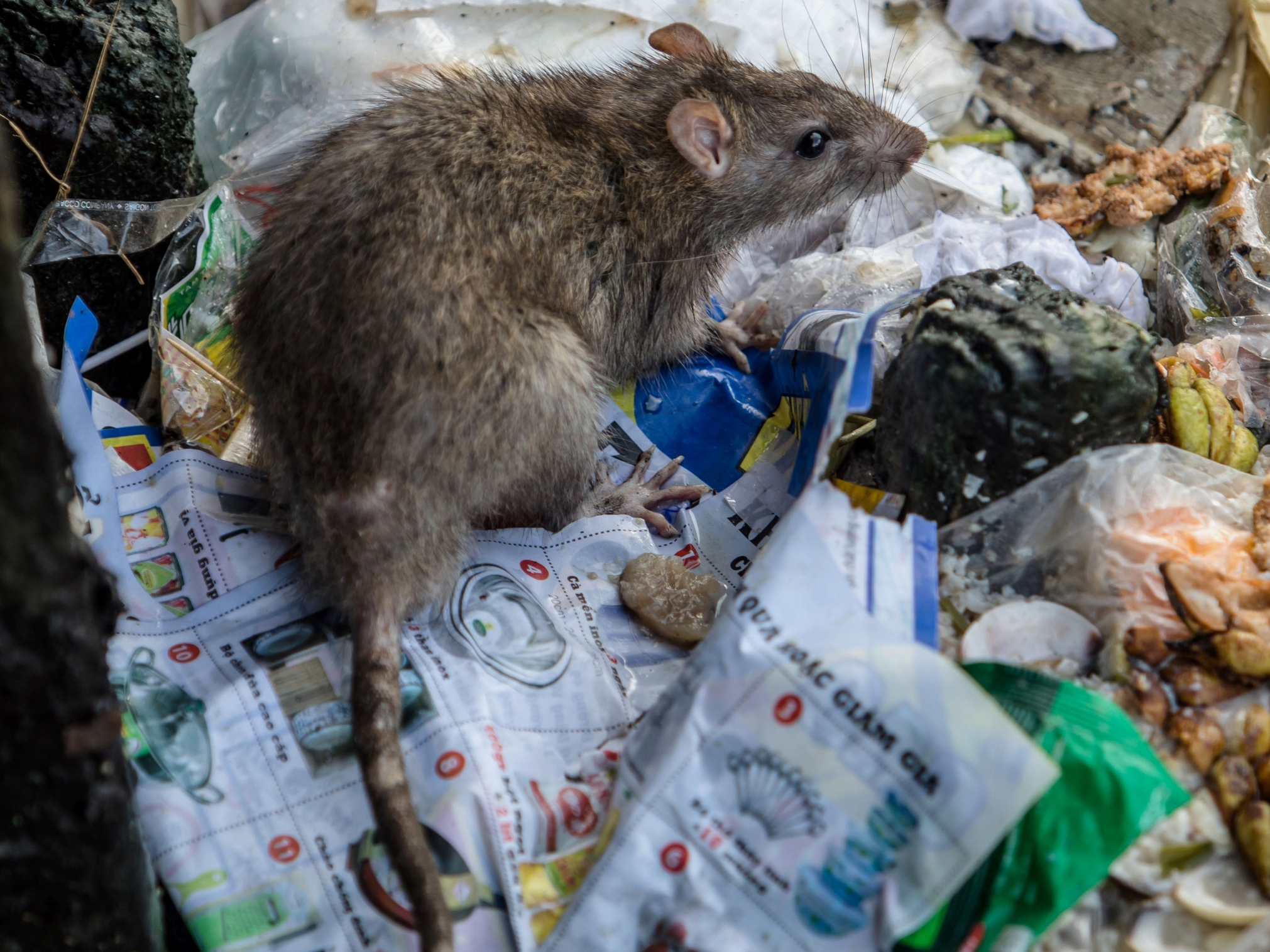 Rat sightings in New York reported to the city's hotline soared nearly 40 percent last year from 2014