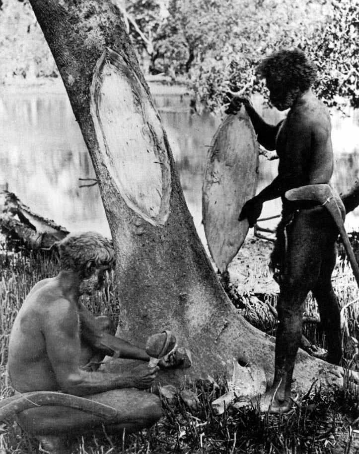 Australian Aborigines removing bark from a tree to make a shield