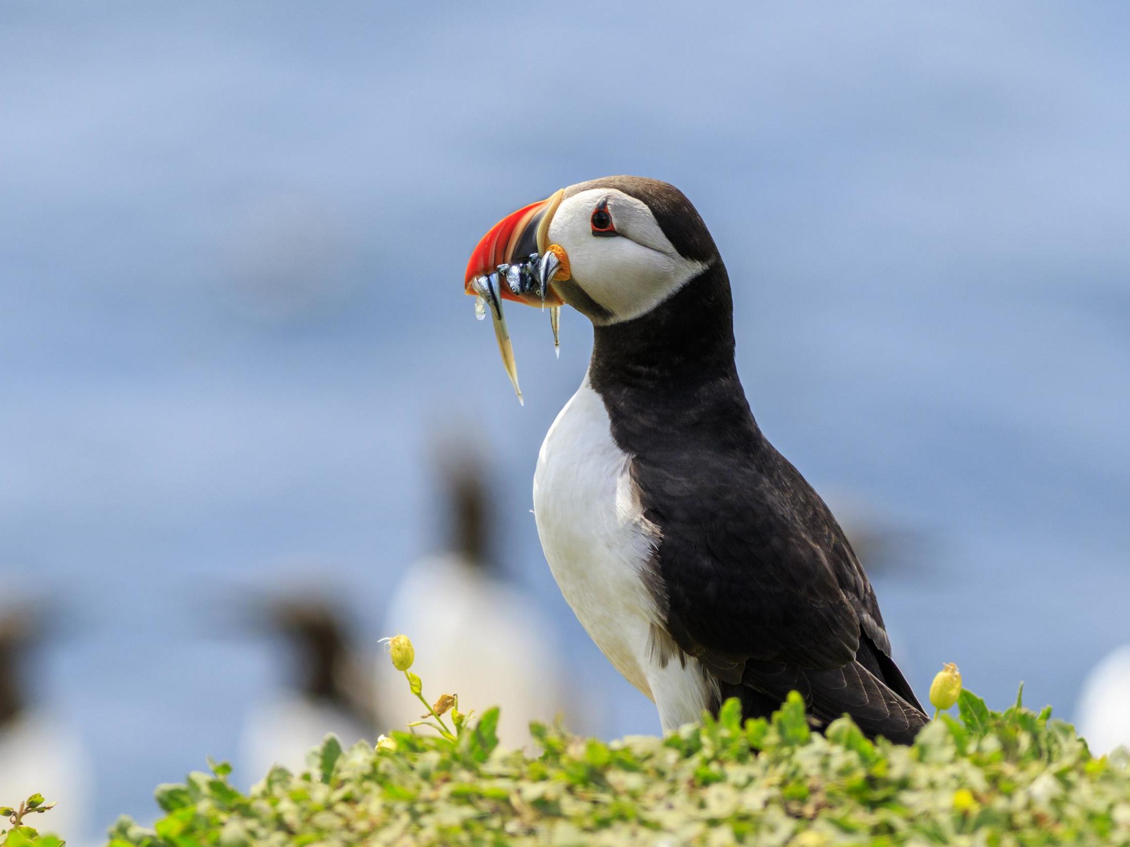 Manx shearwater, puffins and guillemots are flourishing on the island off Devon