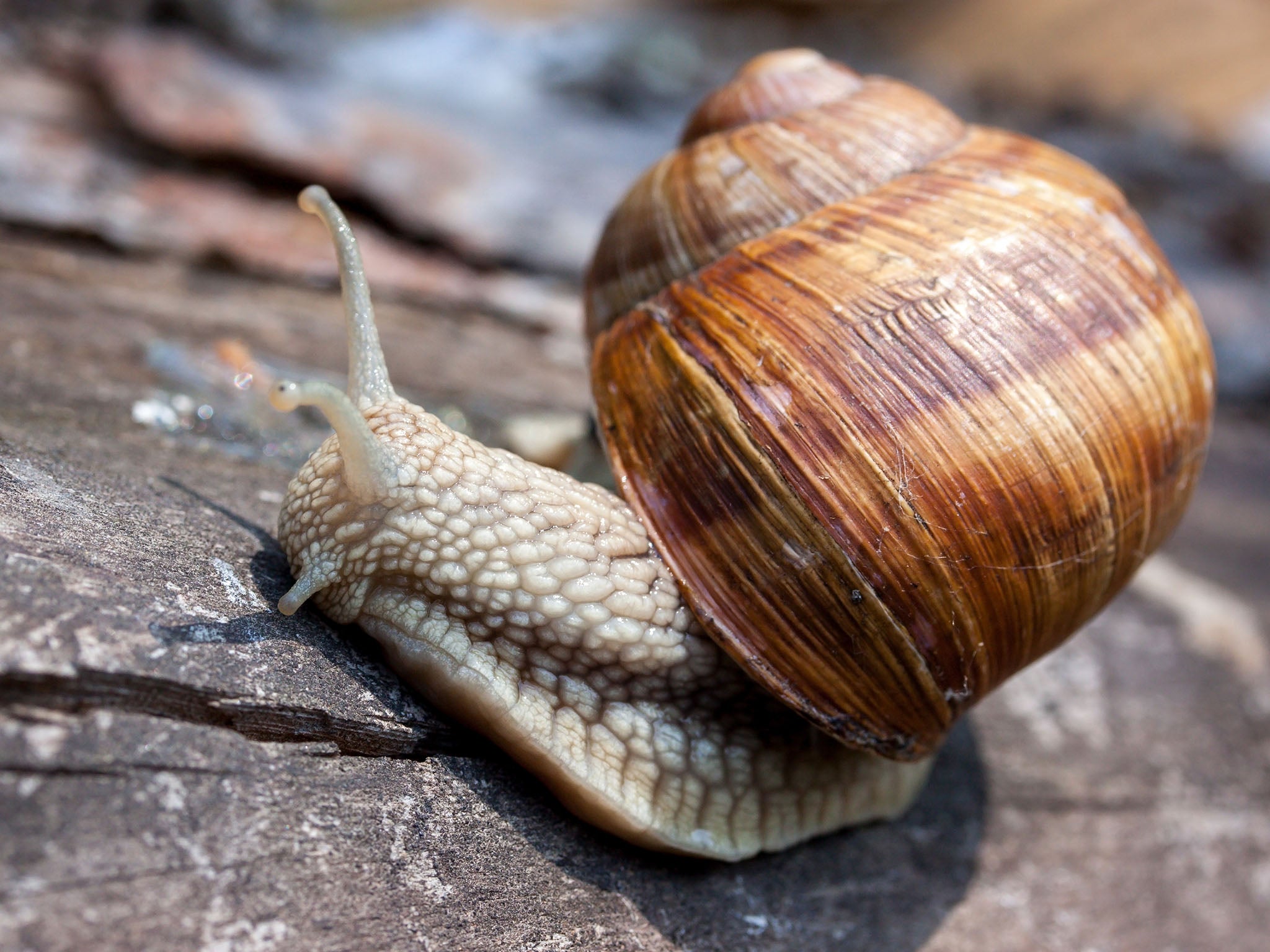 Most snails live in shells that coil to the right... but not Jeremy