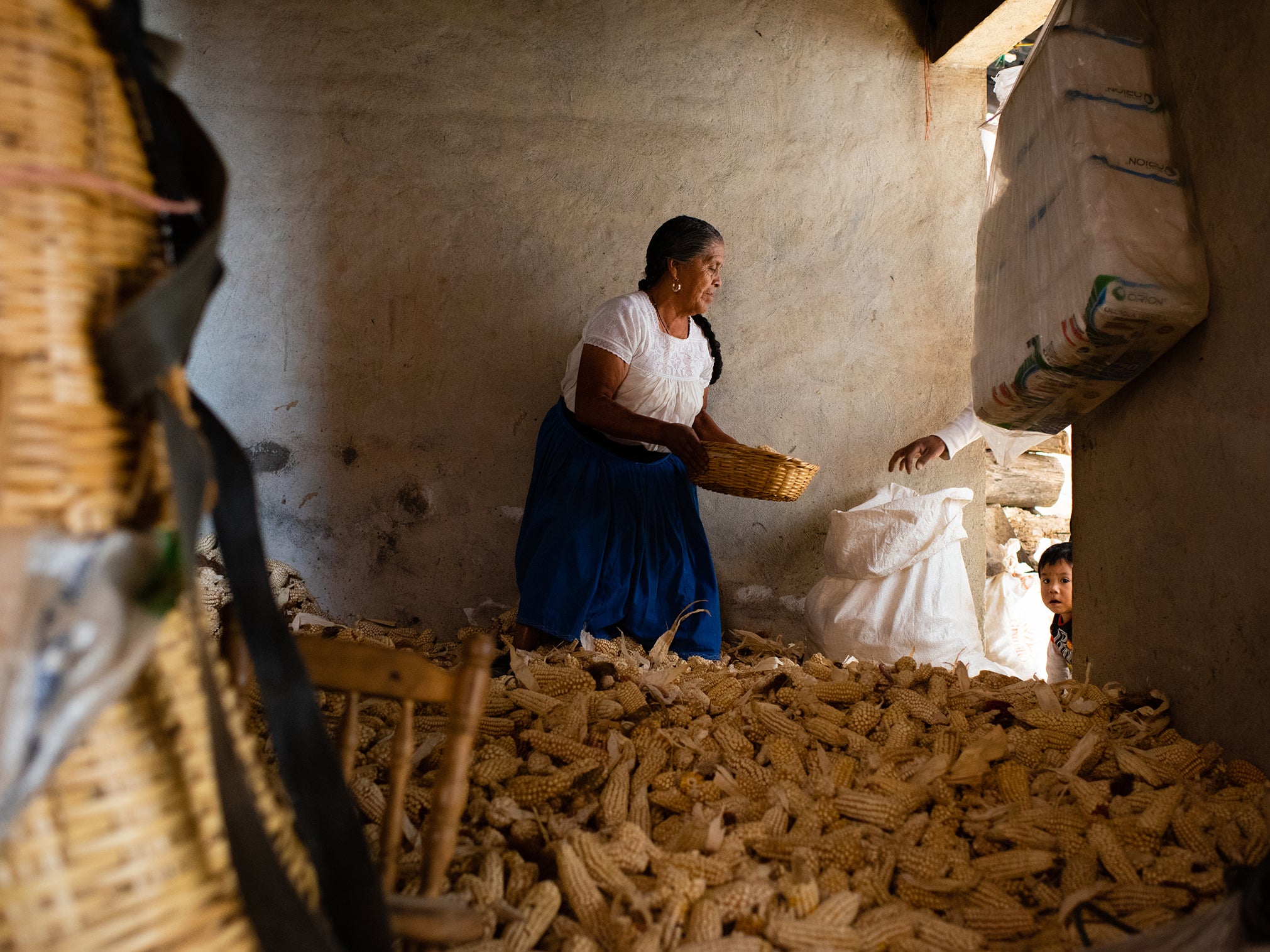 Romero Leon gathers dried corn. She’s accompanied by three-year-old great-grandson Angel Fabian Sanchez