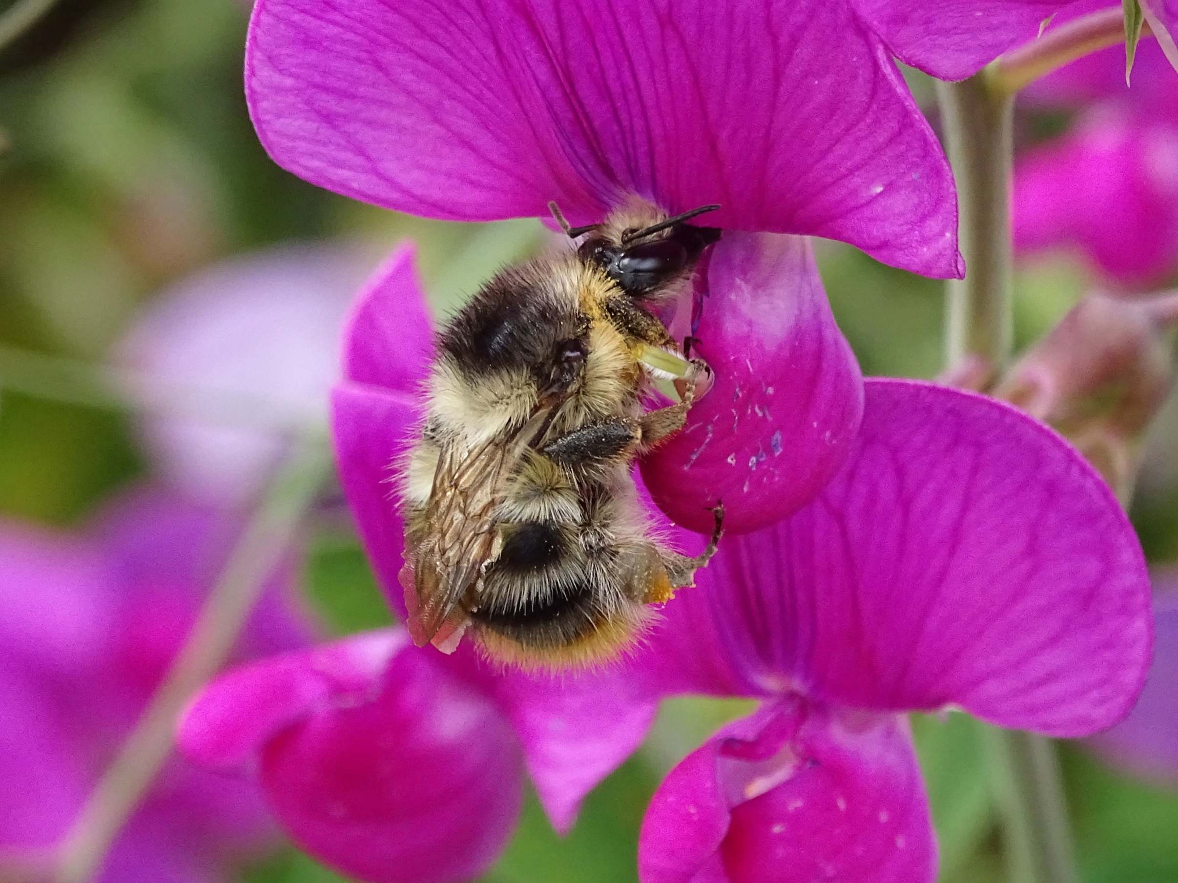 Undated handout photo issued by Bumblebee Conservation Trust of a Shrill carder queen bumblebee