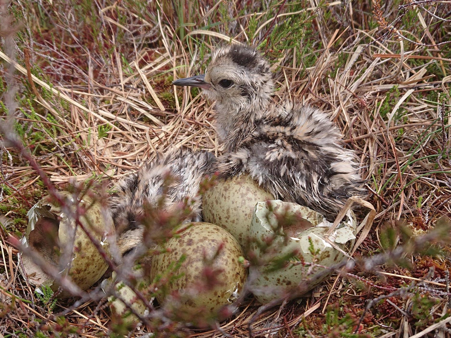 In the absence of effective conservation measures the curlew is expected to permanently disappear from Ireland in eight years