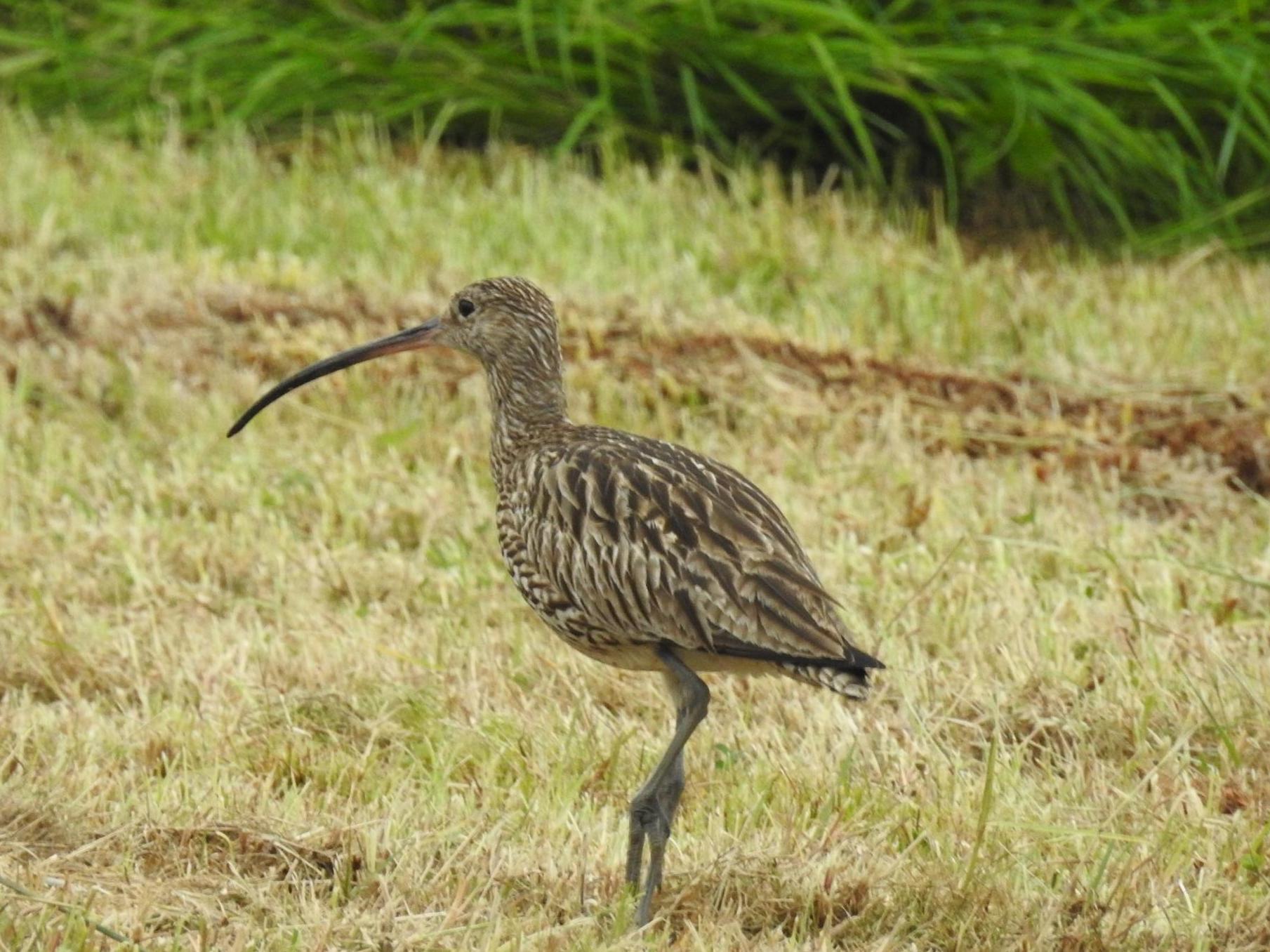 Just 138 breeding pairs remain in the Republic of Ireland after a population crash of 96 per cent in 30 years