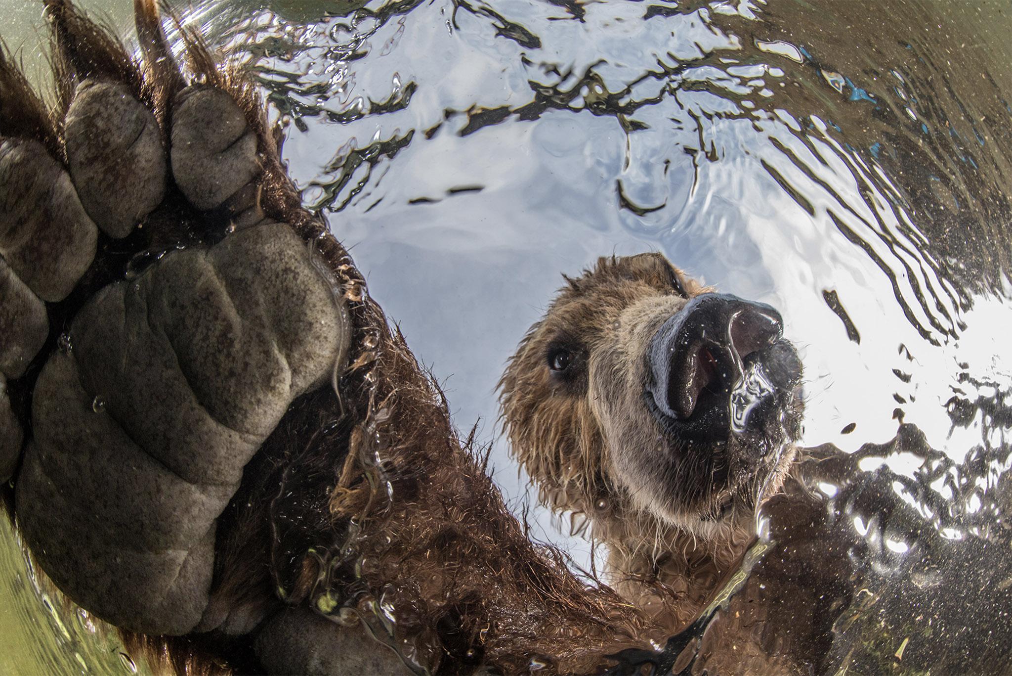 Brown bear dips for fish in a nature reserve in Russia