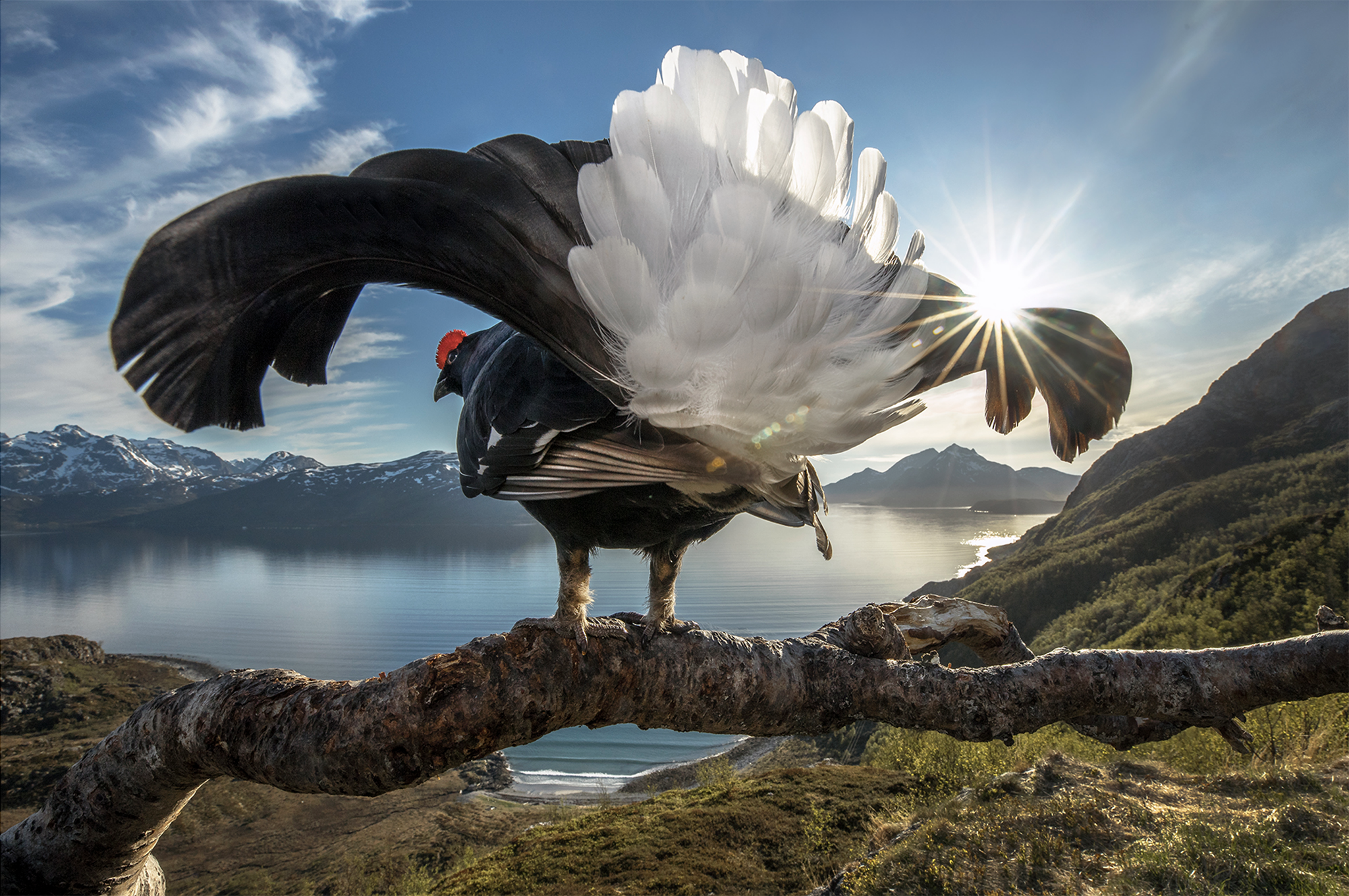 Black grouse in Tromso, Norway
