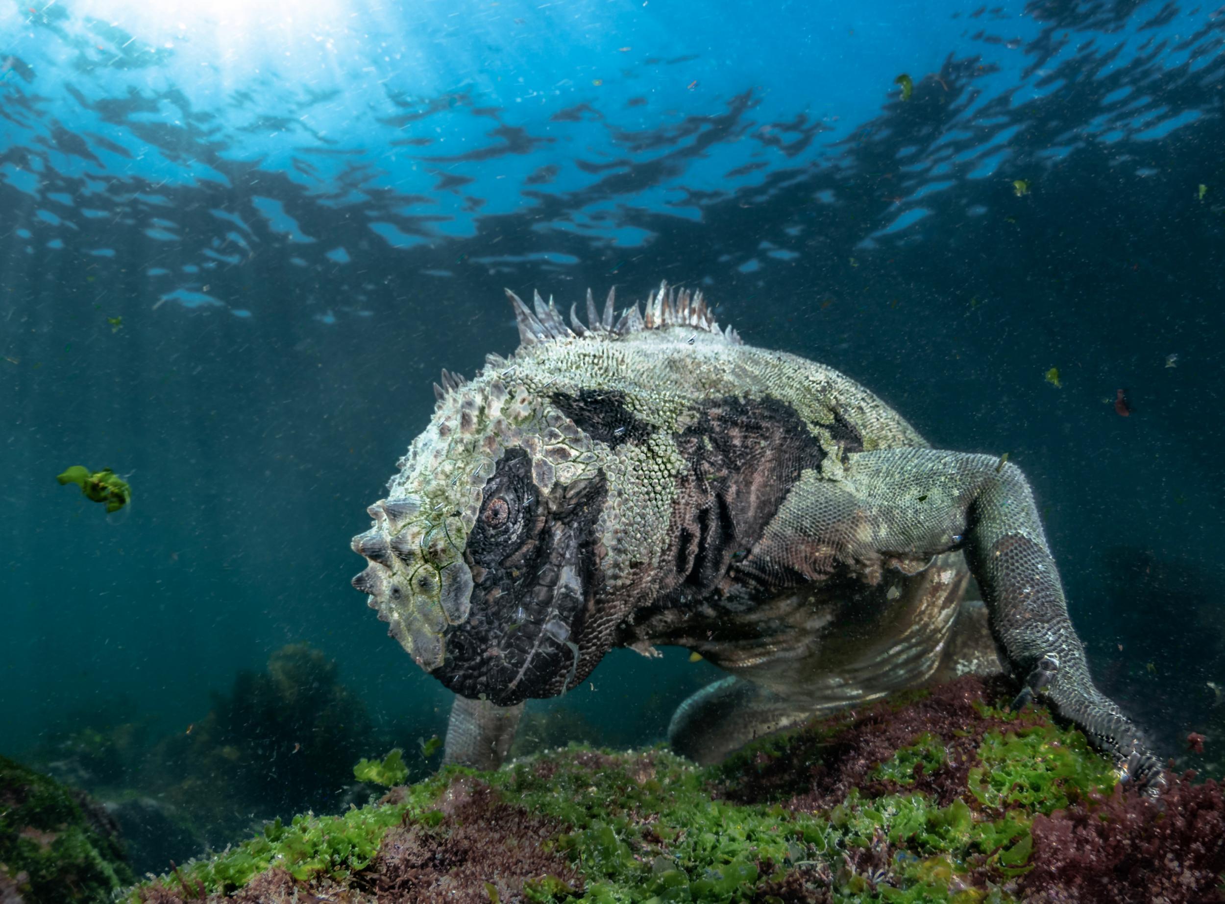 Marine iguana grazes off the coast of the Galapagos Islands