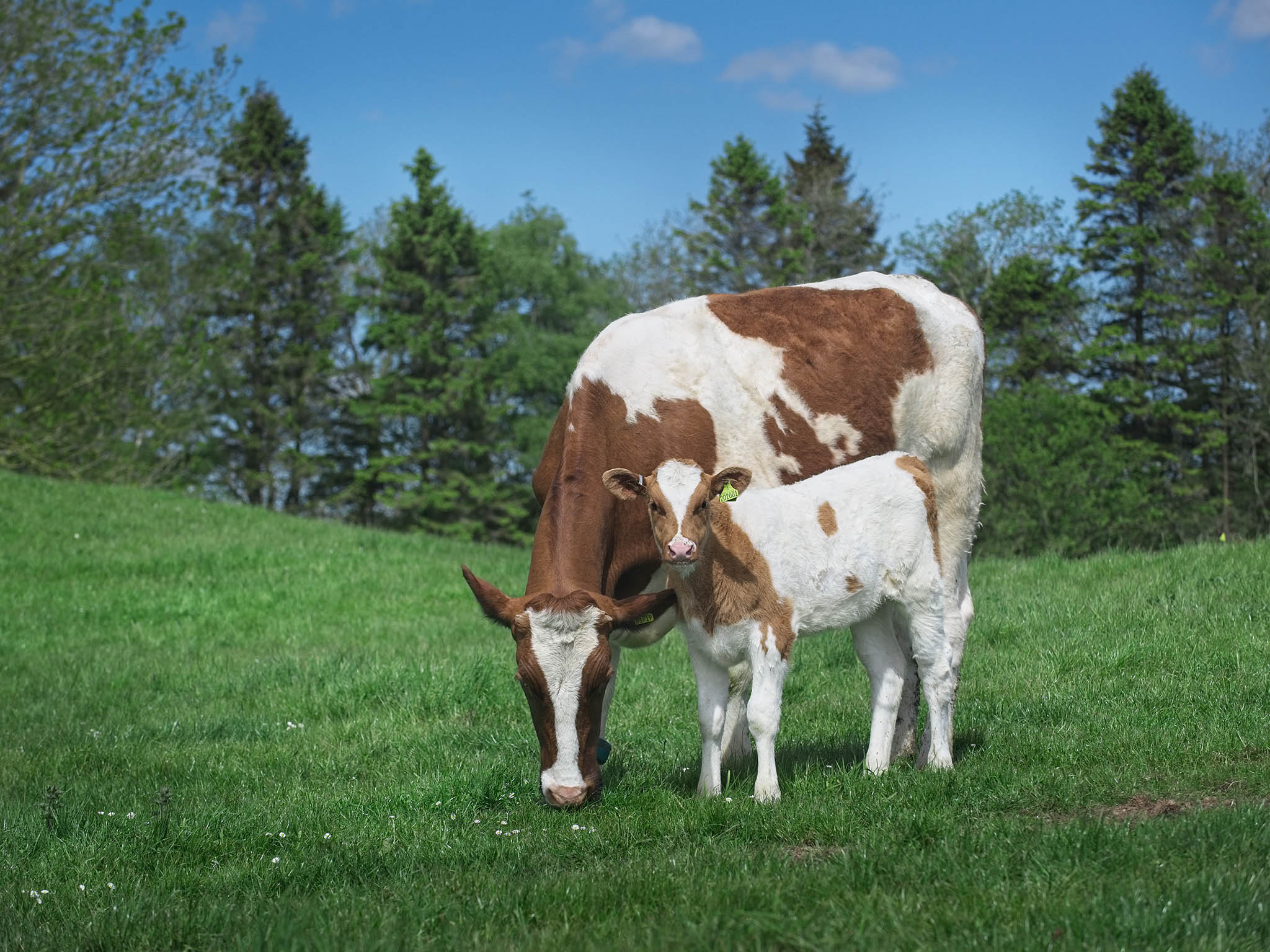 The meat being produced now is nothing like it used to be – it’s free of metal crates and grows up naturally outside, with its mother