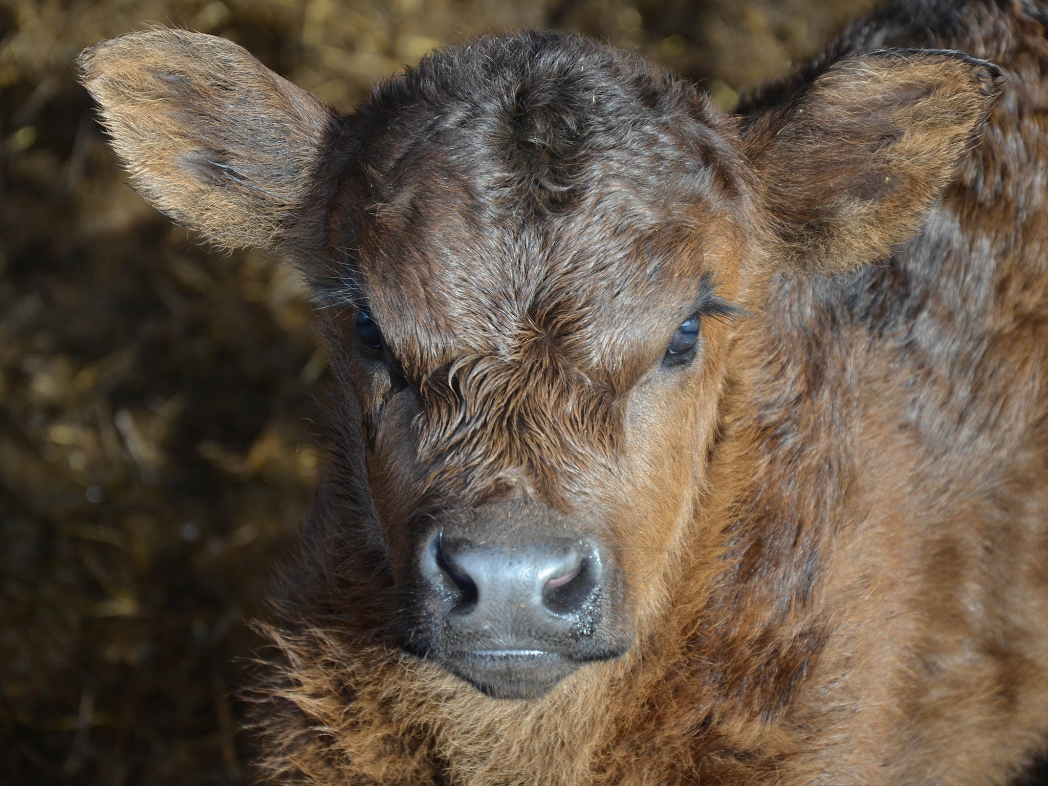 For Peelham Farm, selling calves as veal at 8-10 months old rather than beef at 24 months old, made economic sense