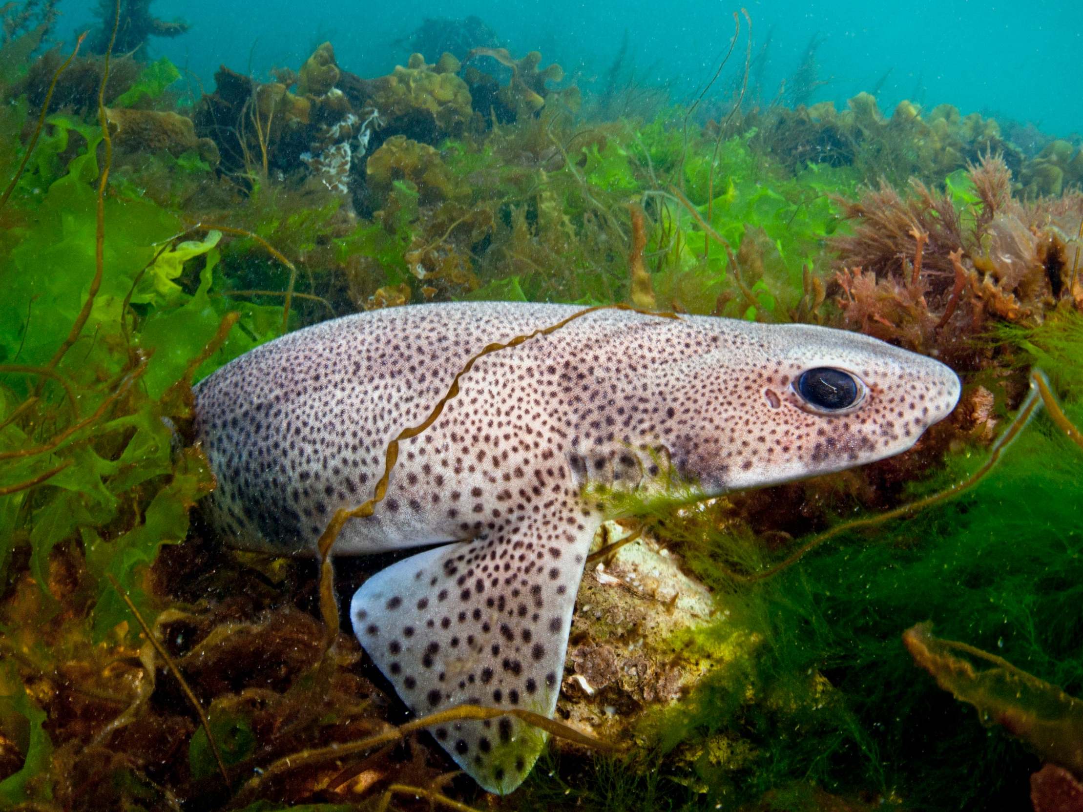 The UK's 'blue belt' area helps protect a diverse range of species, such as eider ducks, catsharks (pictured) and seahorses