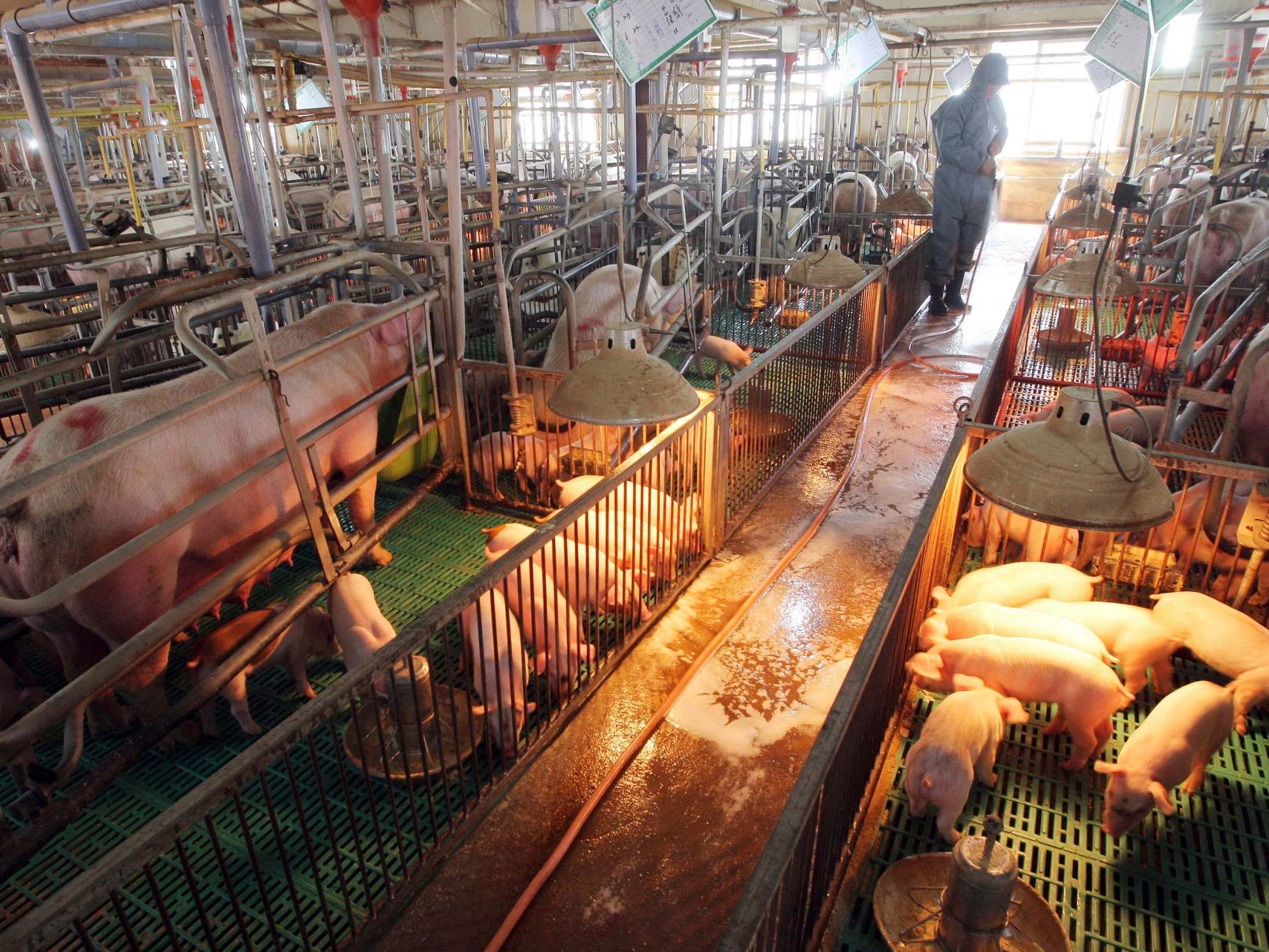 File image showing South Korean farmer spraying disinfectant to protect pigs from potential swine flu outbreak.