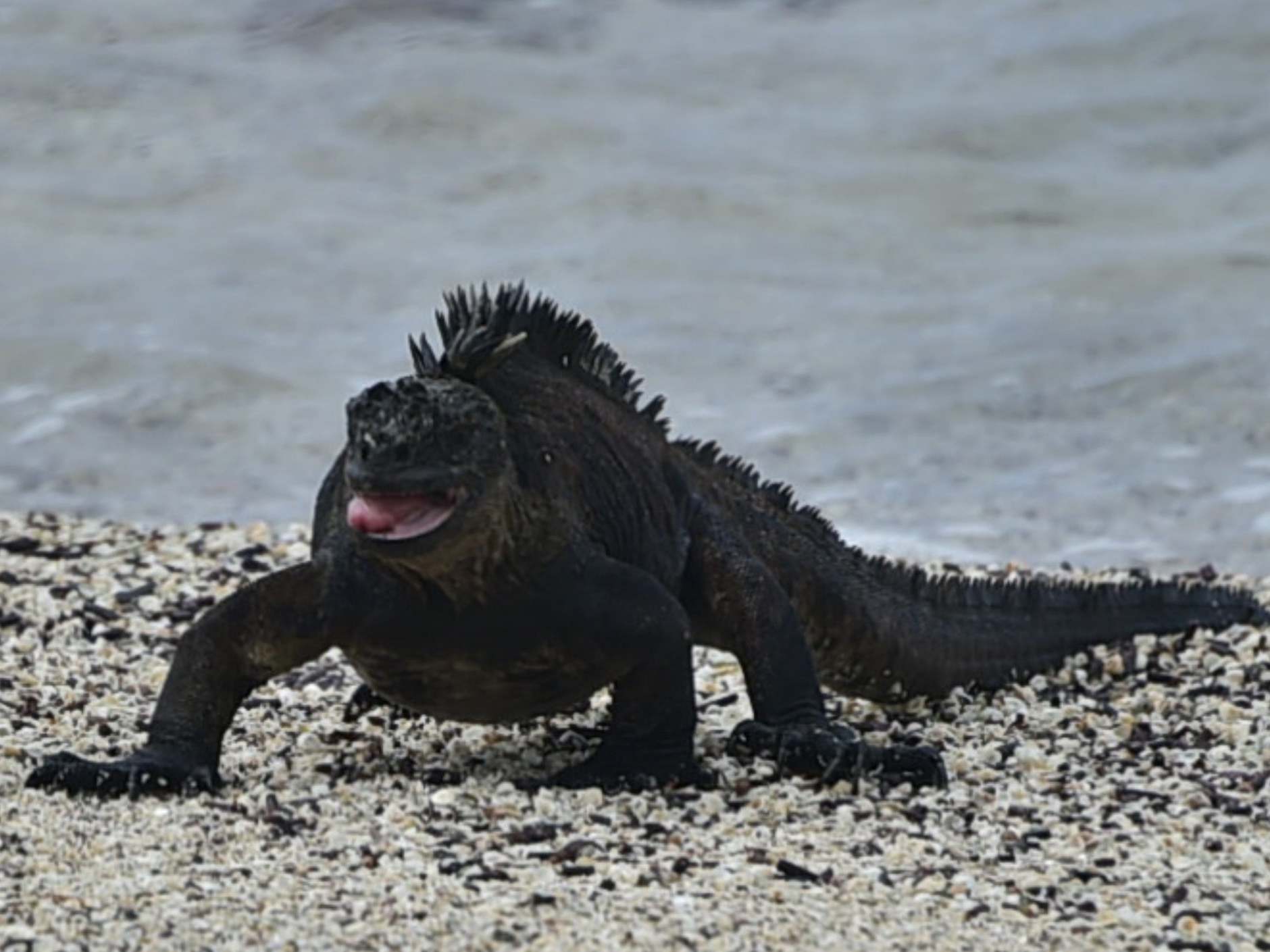 A marine iguana in the Galapagos