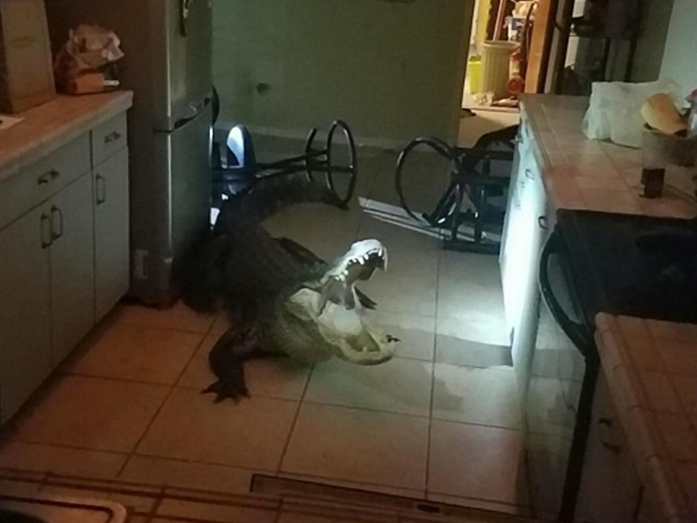 The 11ft alligator that broke into a woman's home in the dead of night – forcing the scared Floridian to call the Clearwater Police Department.