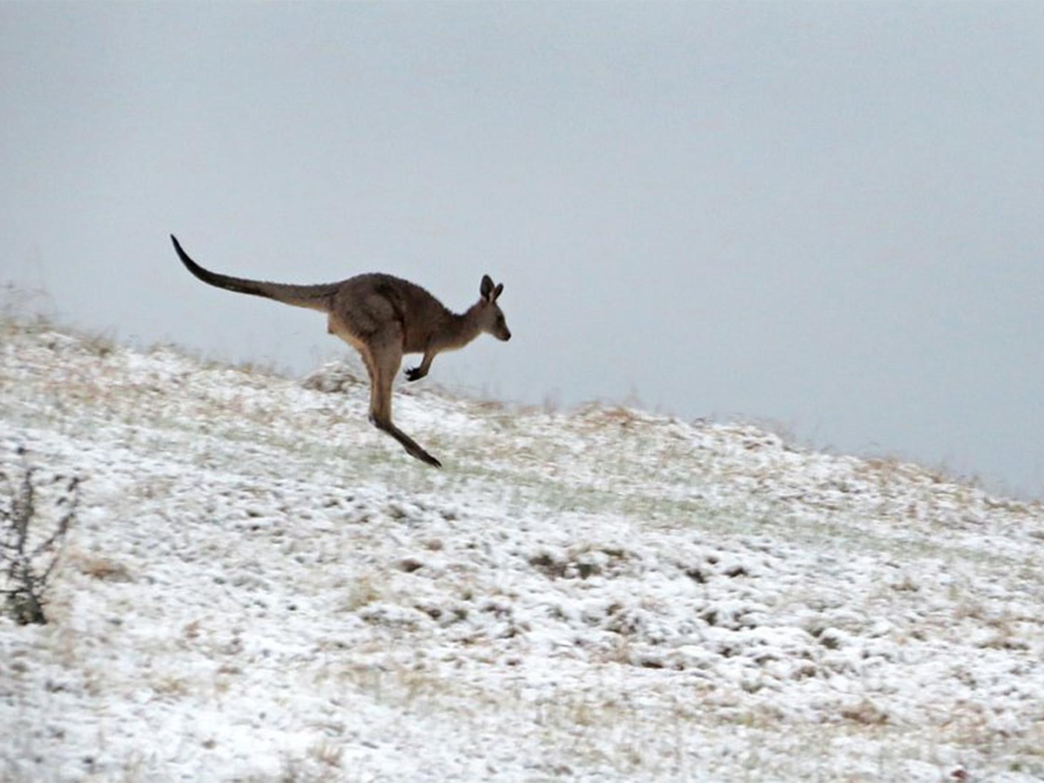 A kangaroo jumps in snow near Lithgow in the Blue Mountains, NSW