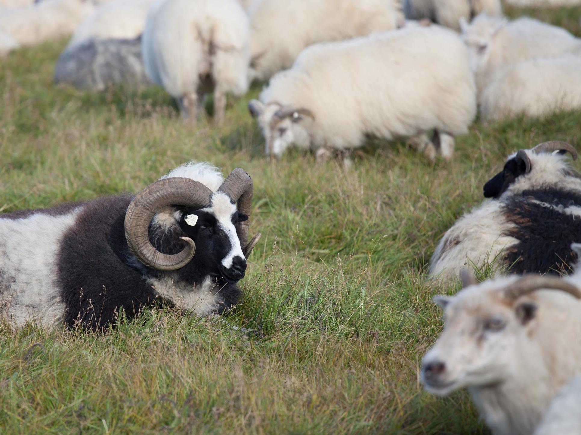 The UK will still import more than 70,000 tonnes of lamb from New Zealand in a no-deal scenario