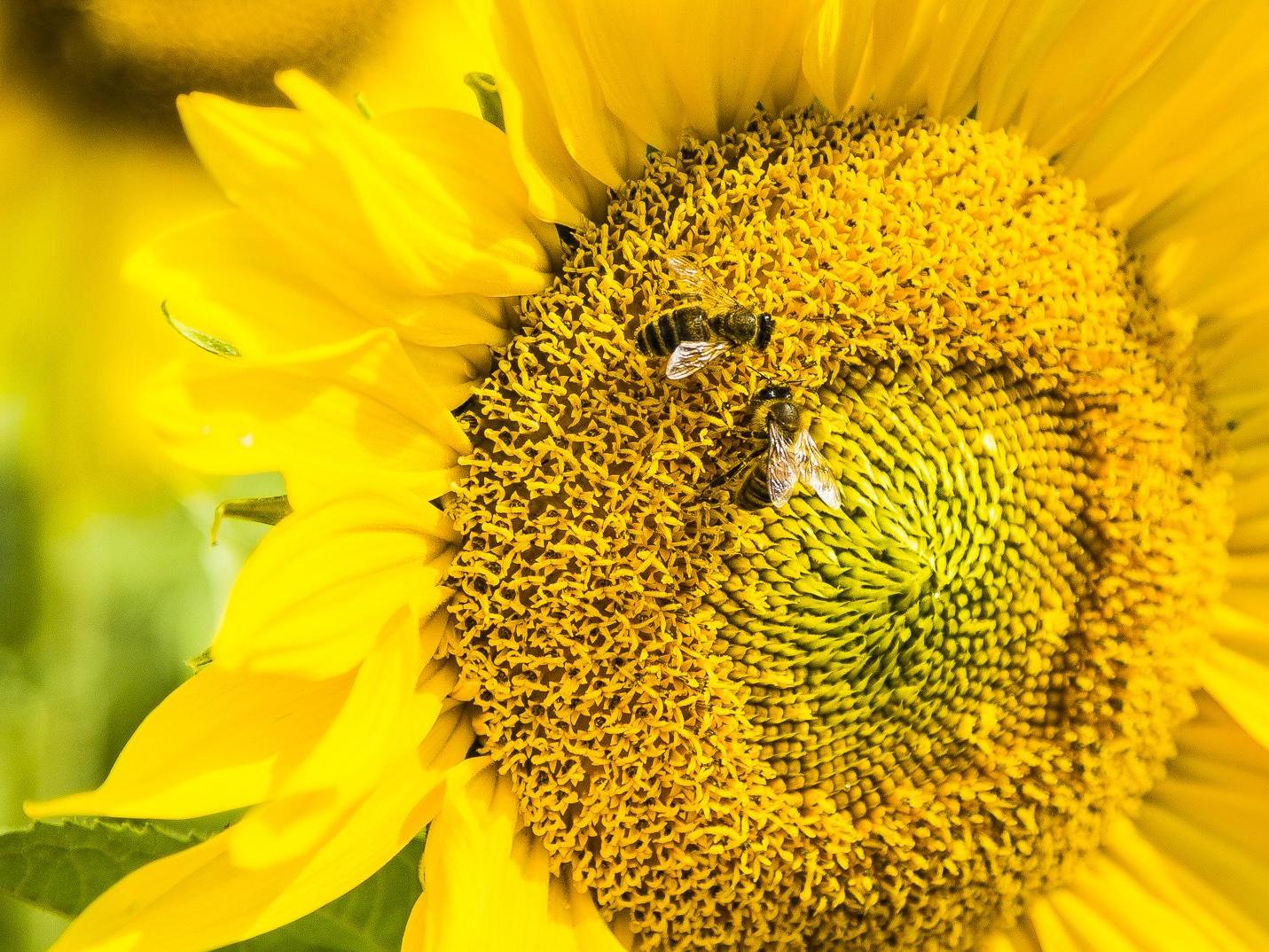 Bees could recognise that ‘two’ could represent two bananas, two trees or two hats