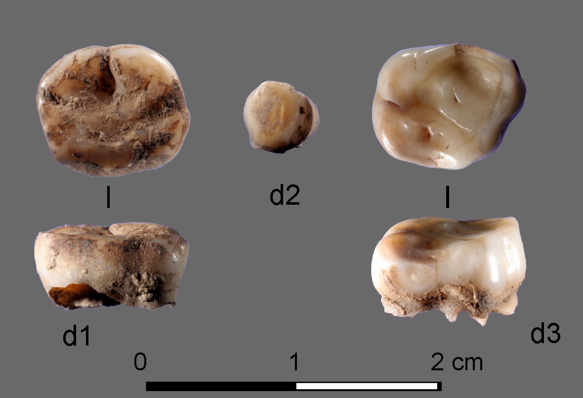 The DNA was recovered from the only human remains discovered during the era – two tiny milk teeth