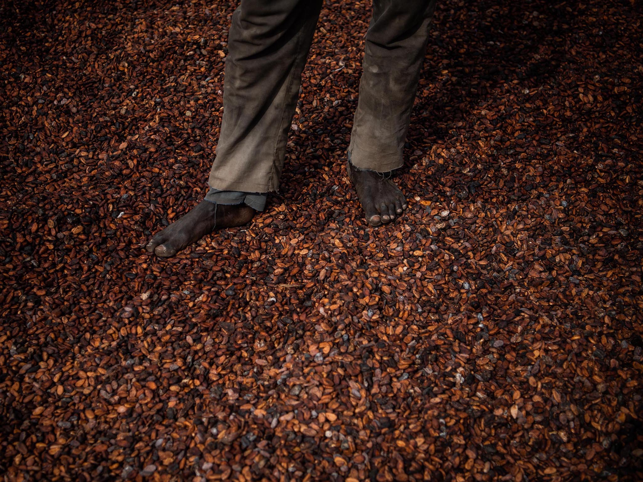 A worker stands on dried cocoa beans outside an Ivory Coast cooperative facility. About two-thirds of the world’s cocoa supply comes from west Africa