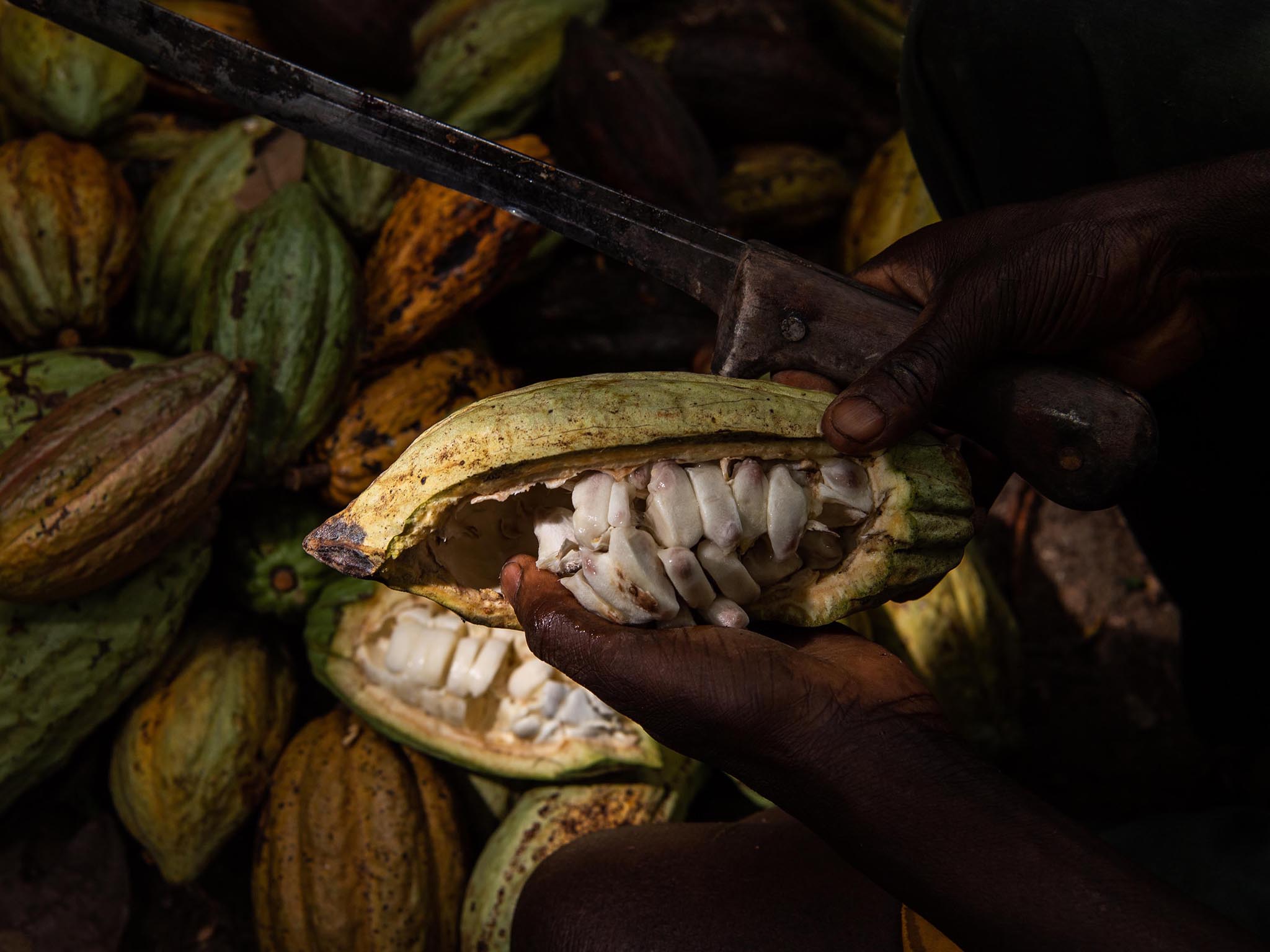 A worker cuts a cocoa pod to collect the beans