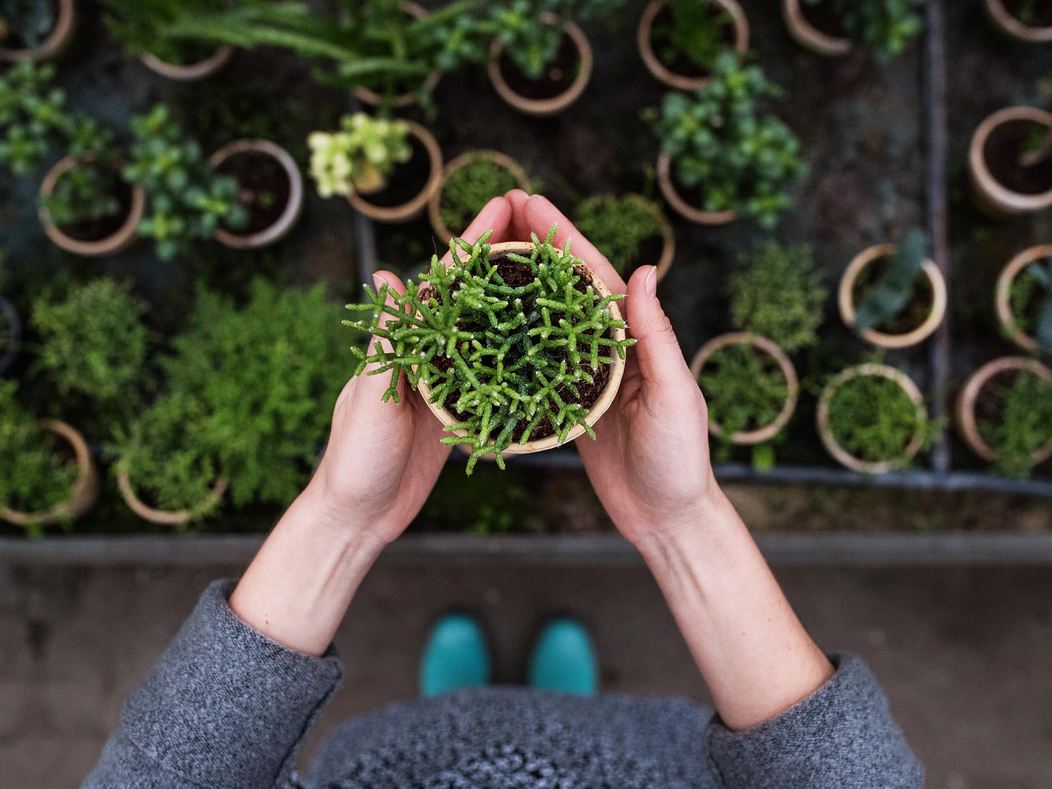 Plants seem to have a preference for the female voice (iStockphoto)