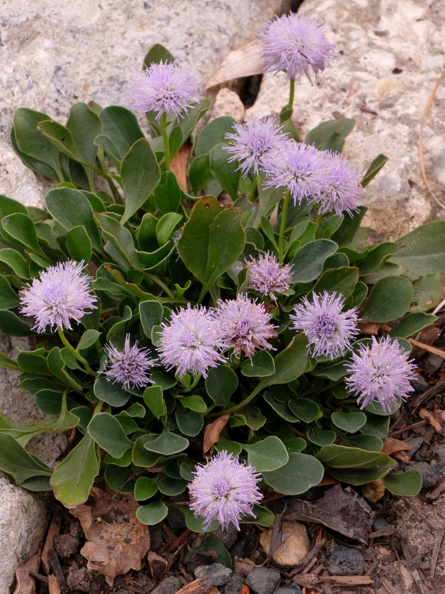 Plants such as Edrianthus tenuifolius survive in the dry, hot environment by sending roots down several feet