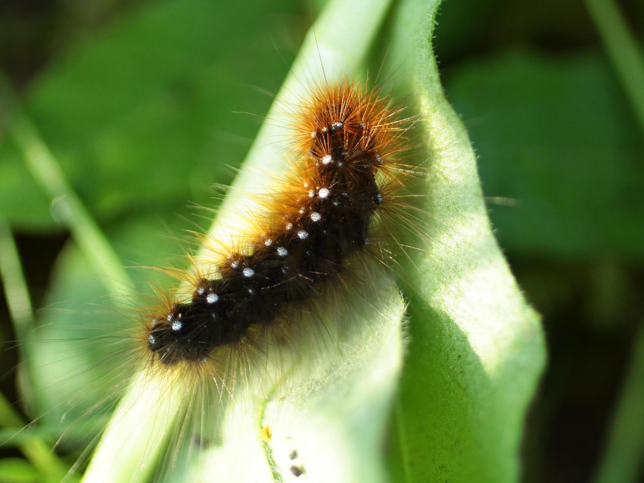 You’ve heard of the Flaming Lips but what about the Flaming Caterpillars?