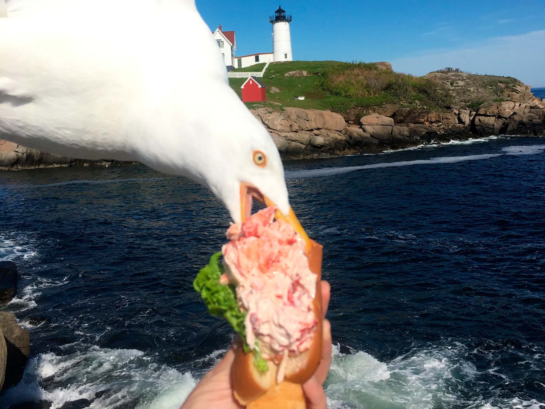 A seagull swoops to rob a coastal walker of her lobster roll