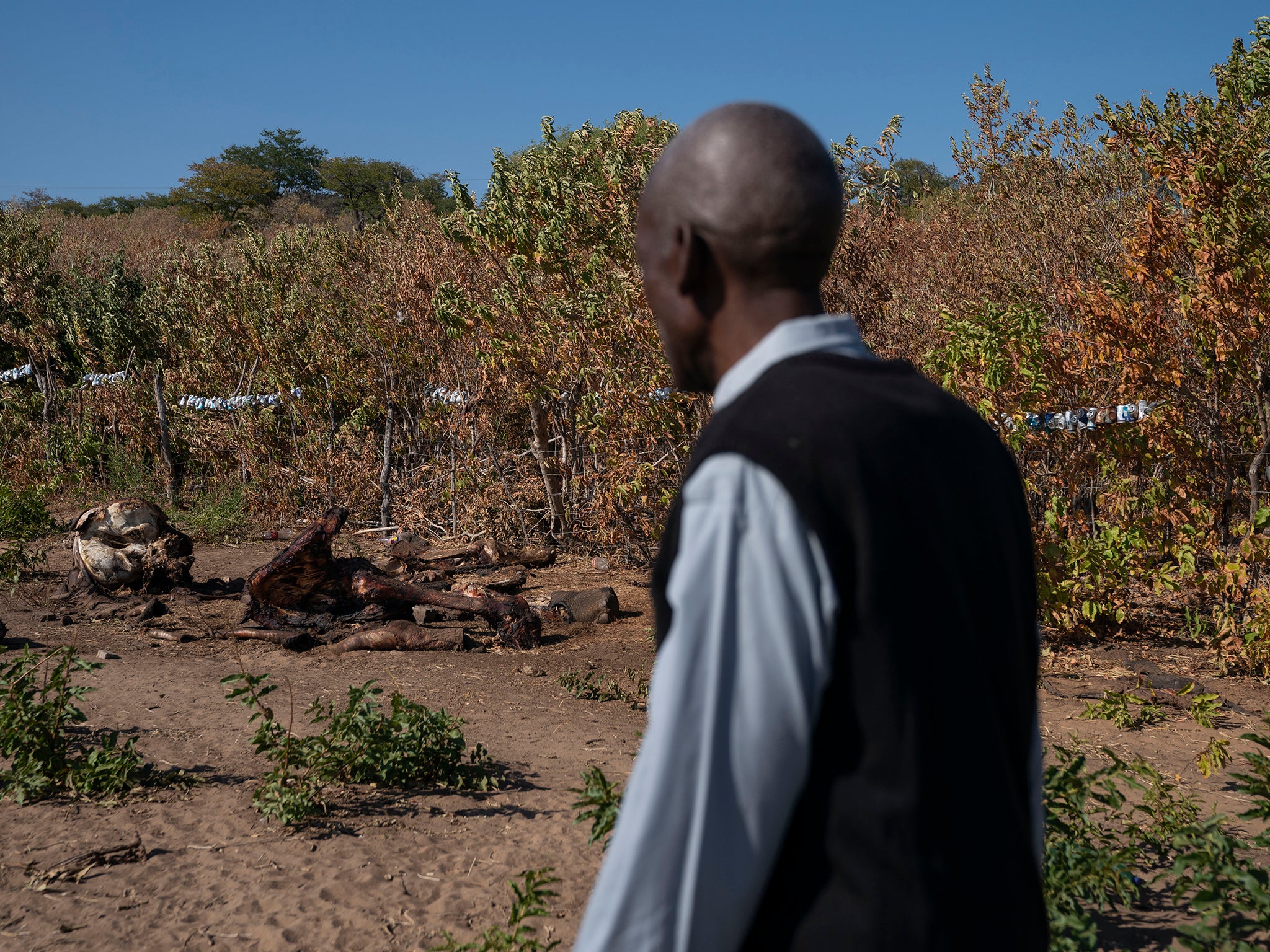 Ephraim Simasiku, 71, looks at the carcass of an elephant he killed when he could not scare it off of his watermelon field in Chobe Enclave, Botswana