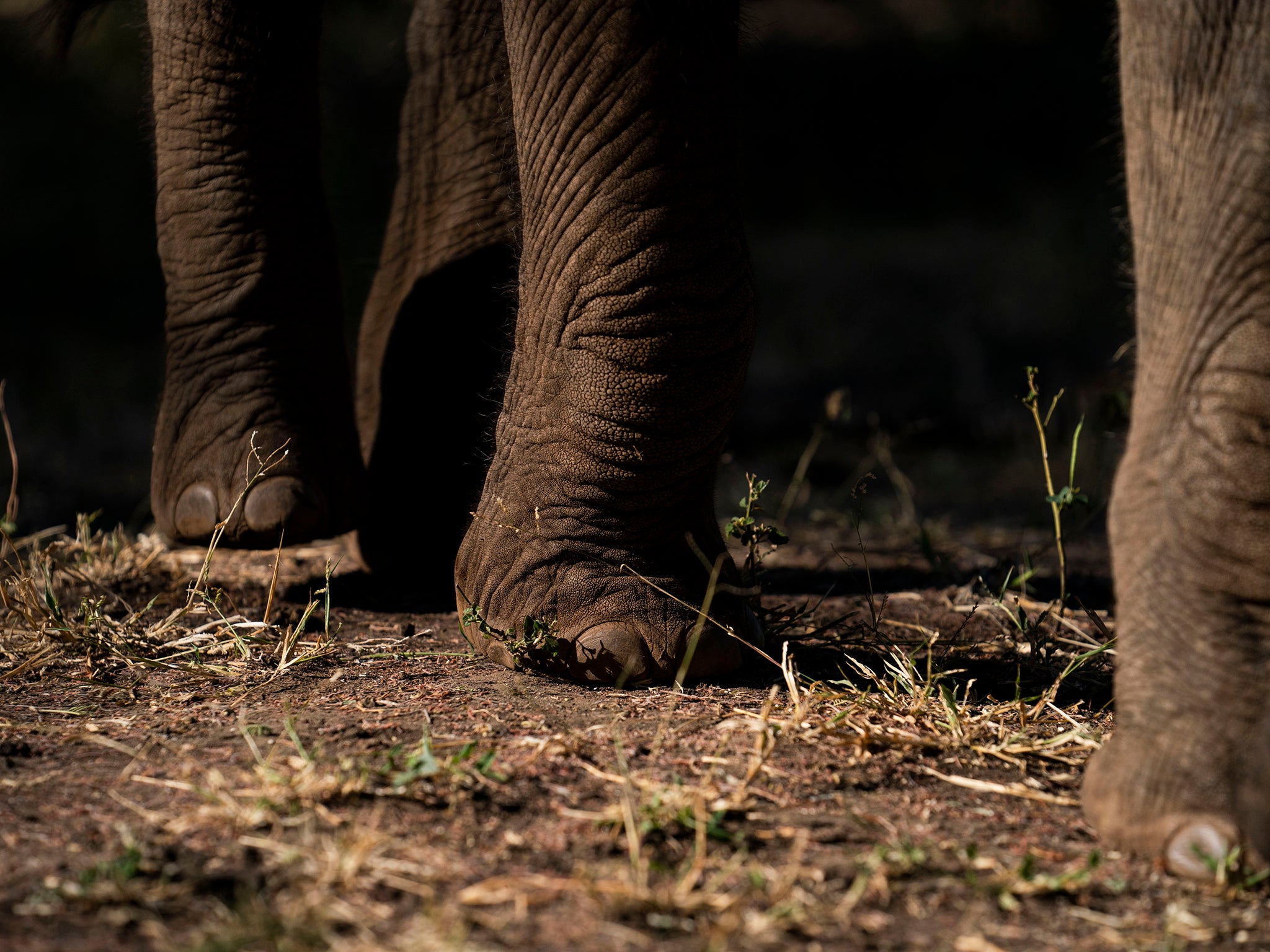 The elephant orphanage at Elephants Without Borders houses Tuli, Molelo and Panda in Kasane, Botswana