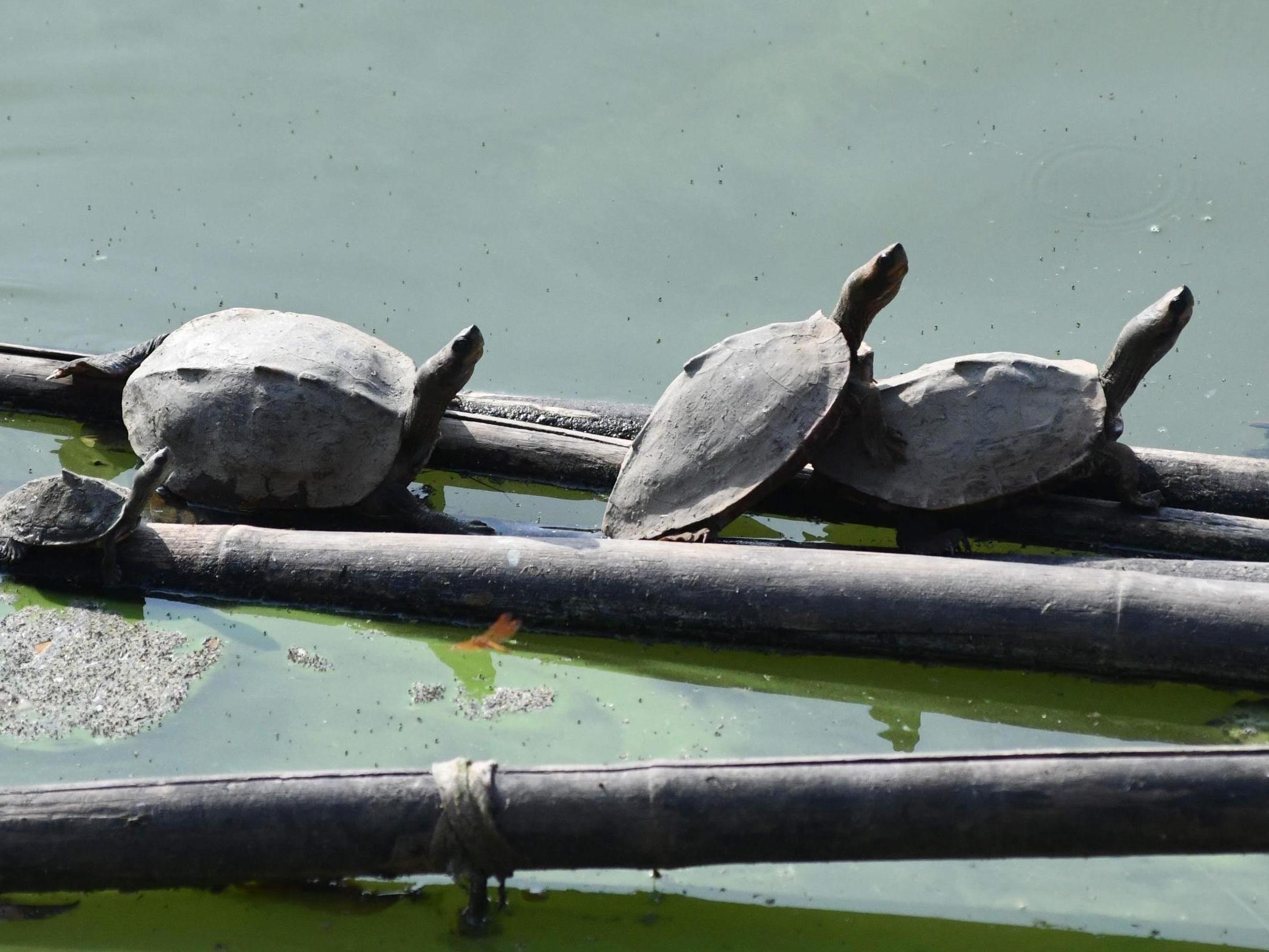 The black softshell turtle (Nilssonia nigricans) was declared extinct in the wild in 2002