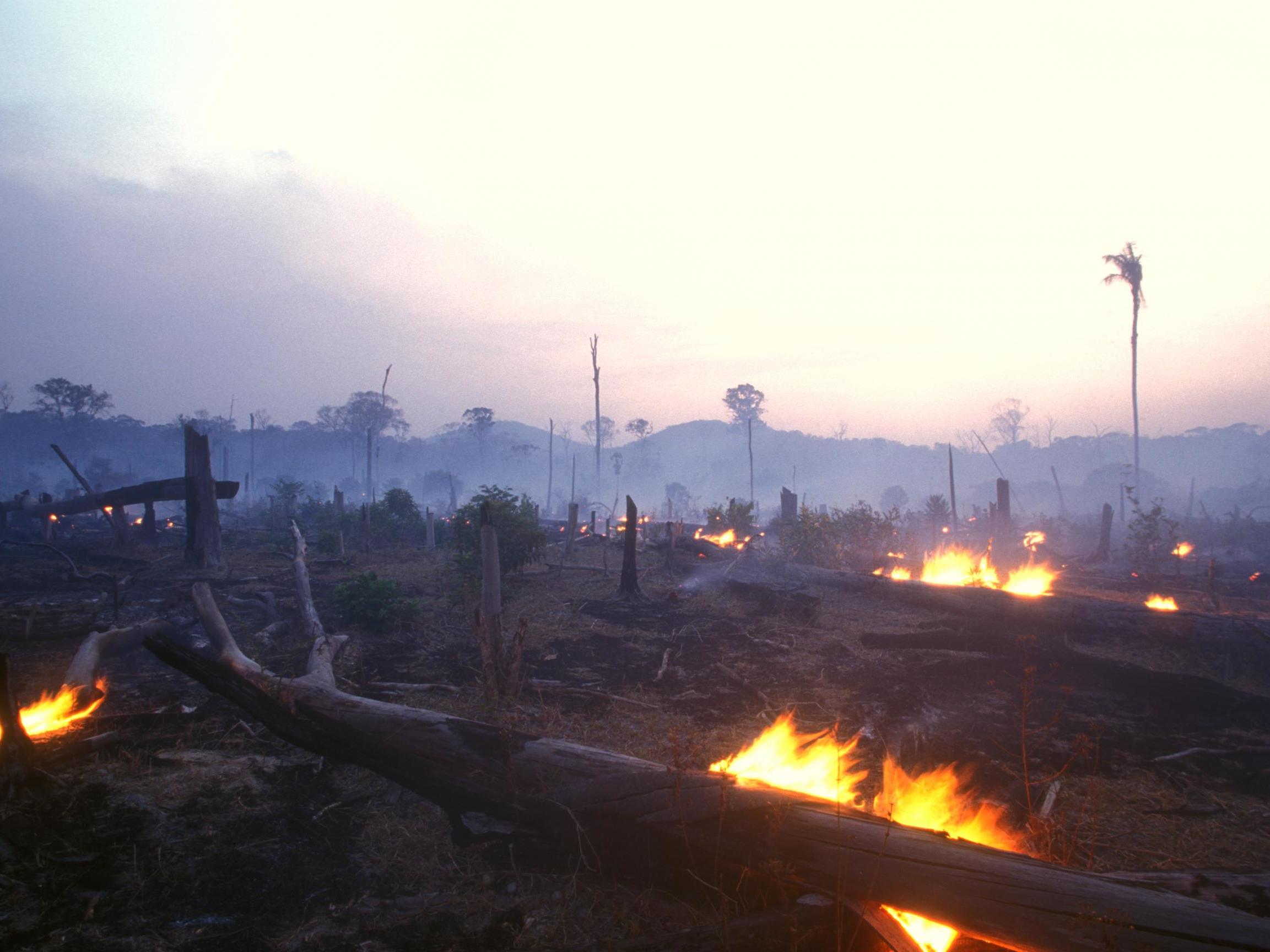 The fragmentation and destruction of native vegetations are driving habitat loss and affecting vulnerable species