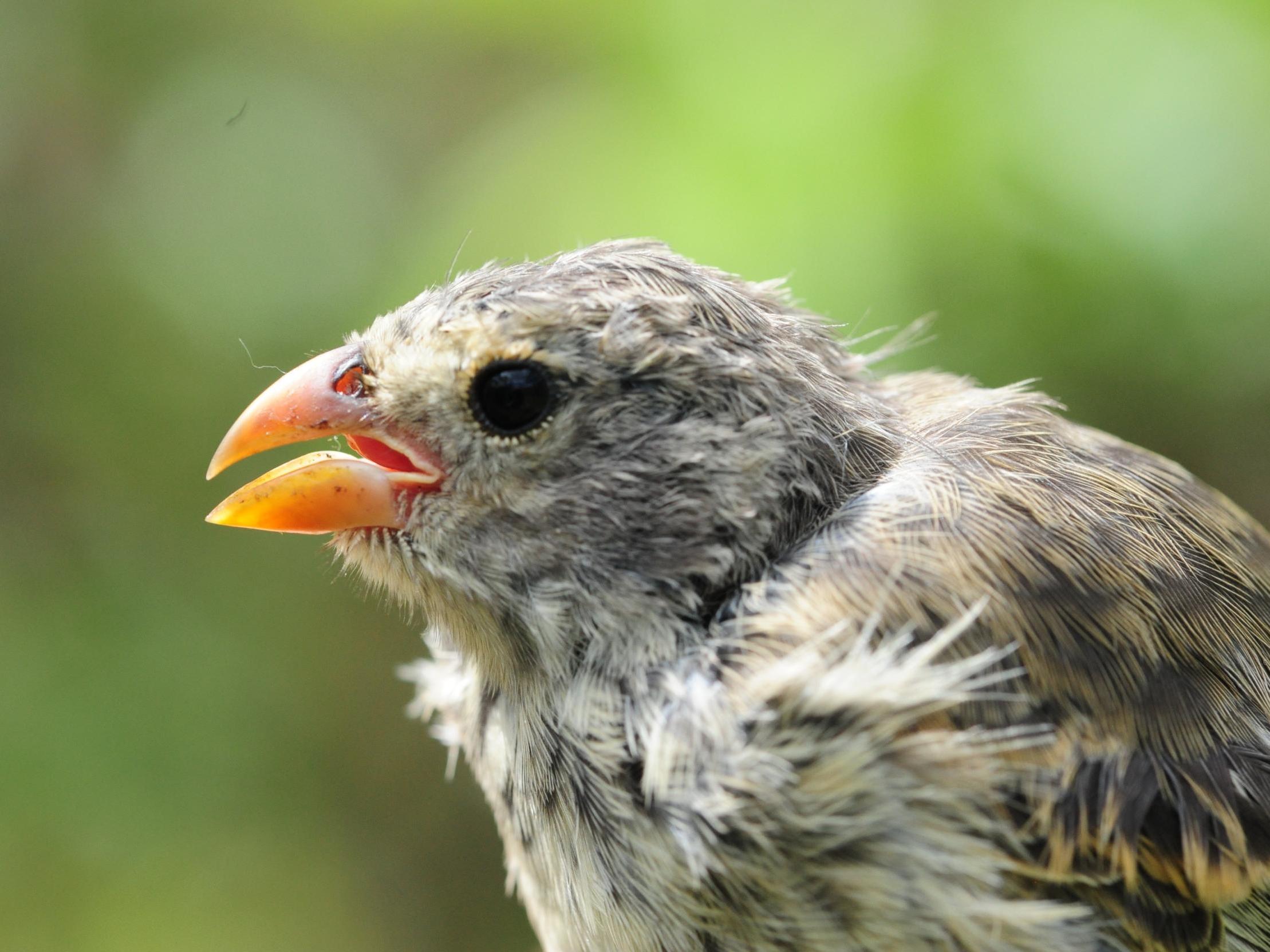 The so-called Darwin's finches (pictured) captivated the British naturalist during his Galápagos research in the 1830s