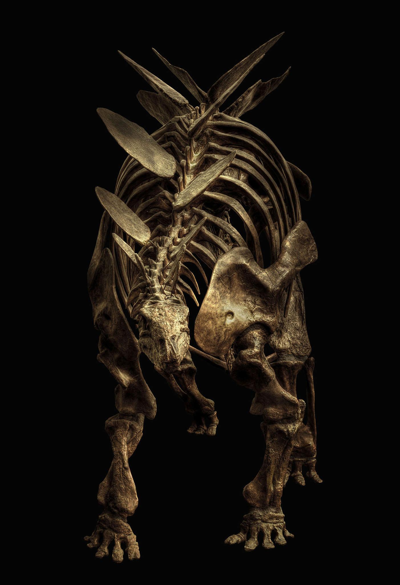 This armoured herbivore lived between 155-145 million years ago in the late Jurassic period. This fossil was found in Bone Cabin Quarry in Wyoming, USA and is on display at the Senckenberg museum in Germany