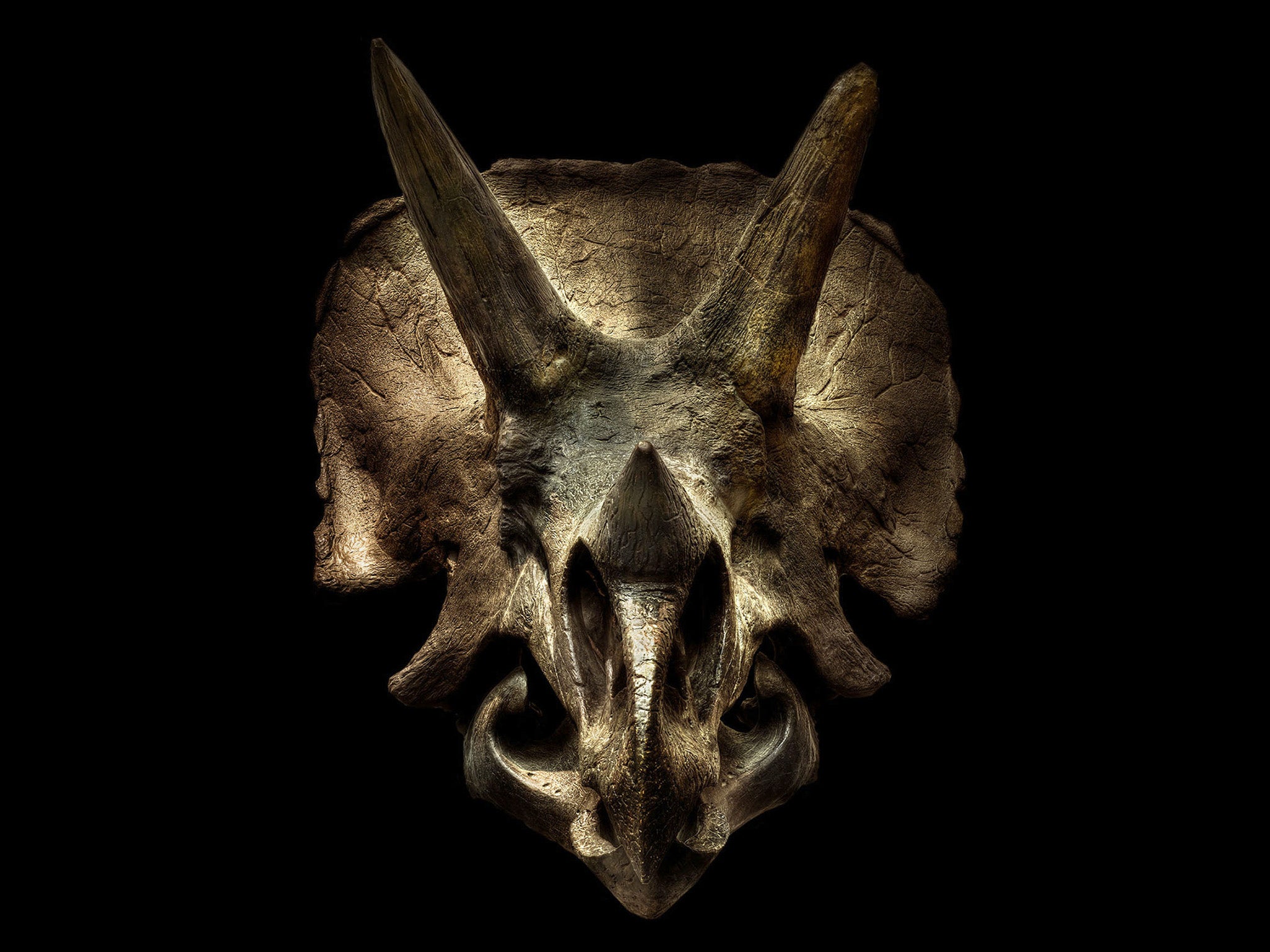 A ceratopsian, meaning 'horned face', the triceratops lived between 68-66 million years ago in the late Cretaceous period. The pictured skeleton was found in Montana, USA and is on display at the Senckenberg museum in Germany