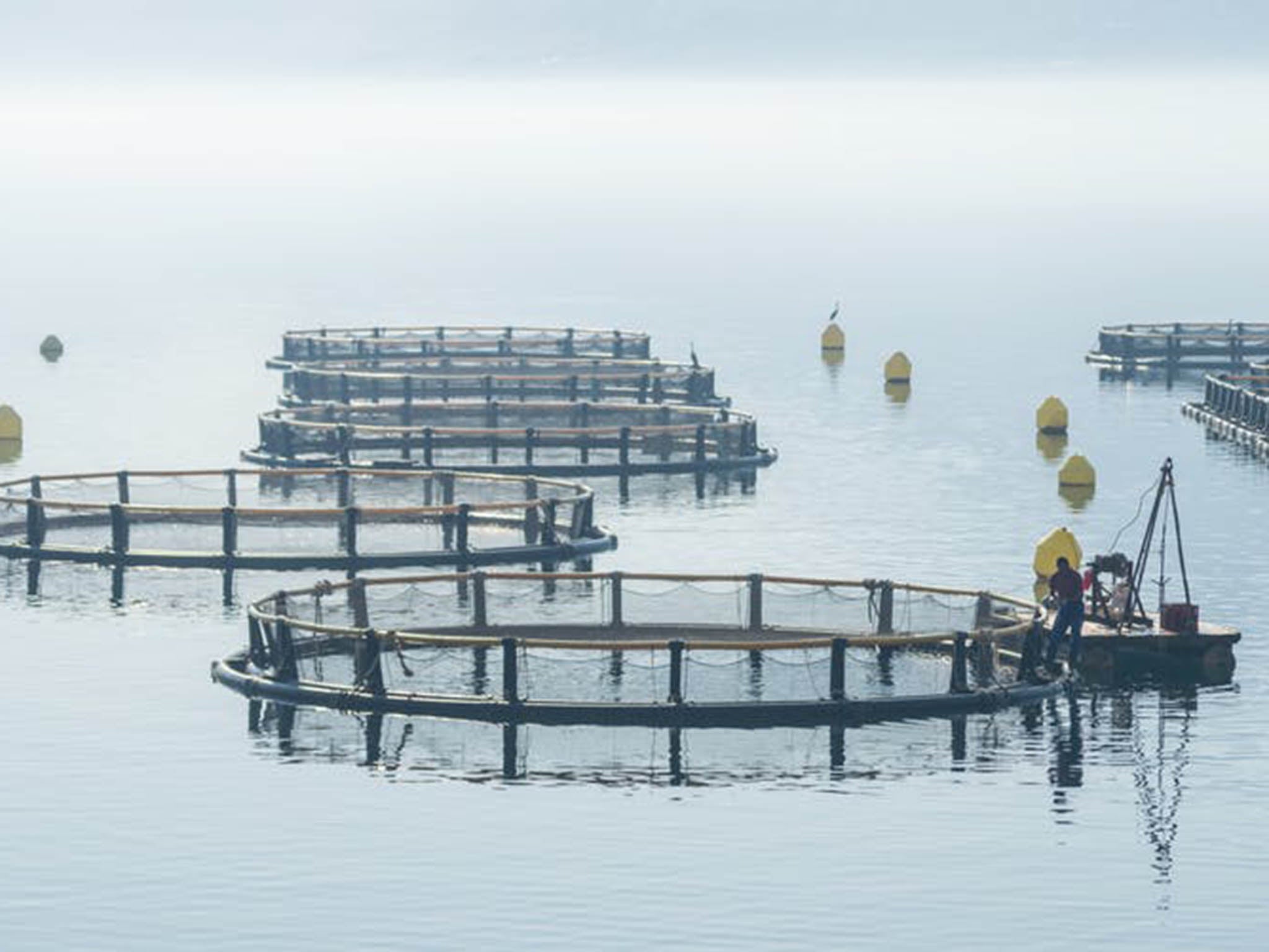 Net pens in the sea: the industry has come under fire over the welfare of the fish