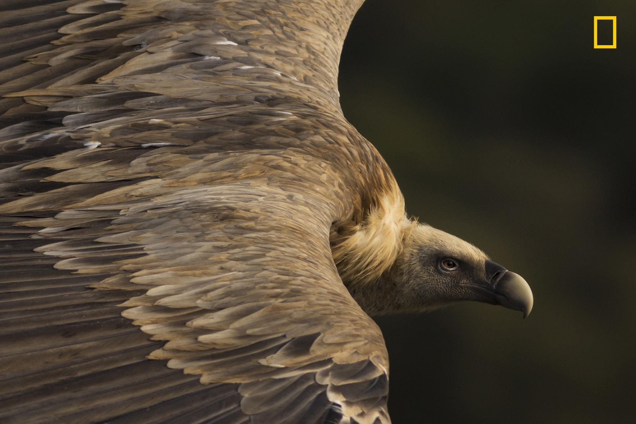 "A gorgeous griffon vulture is seen soaring the skies in Monfrague National Park in Spain. How can anyone say vultures bring bad omens when looking at such tenderness in this griffon vulture's eyes? Vultures are important members of the environment, as they take care of recycling dead matter. Vultures are noble and majestic animals—kings of the skies. When looking at them flying, we should feel humbled and admire them."